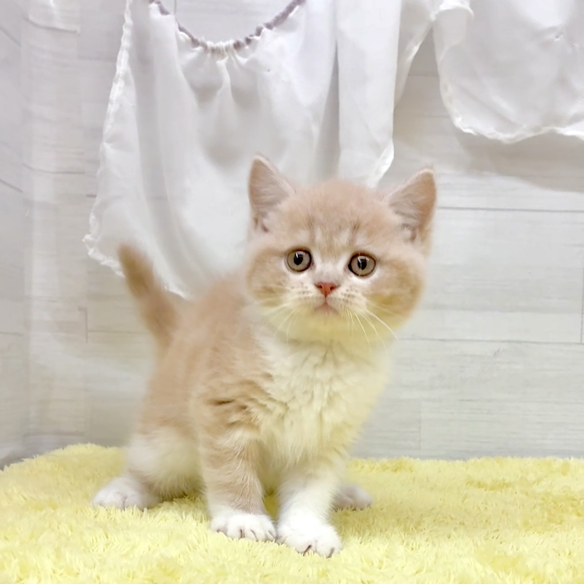 愛知県のミヌエット (犬の家＆猫の里碧南店/2026年6月2日生まれ/男の子/クリームタビーホワイト)の子猫の3枚目の画像