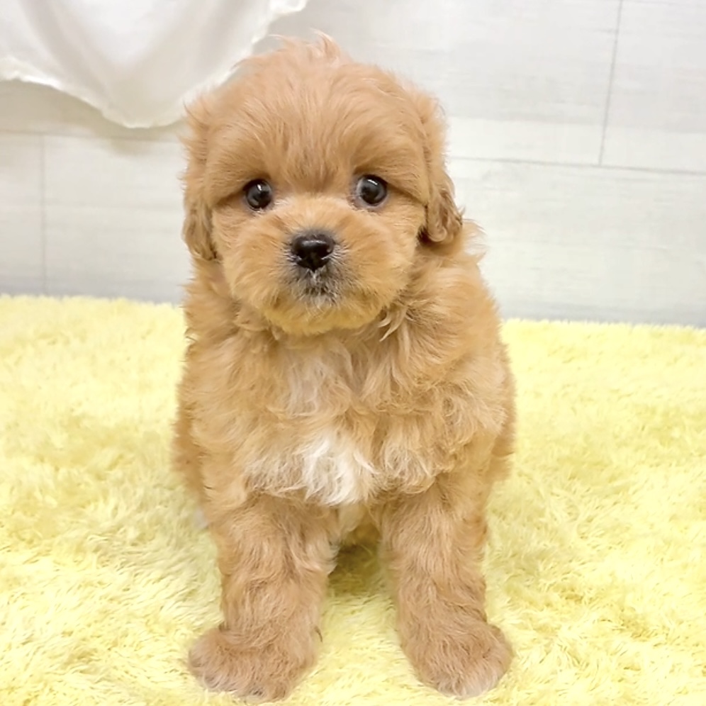 愛知県のペキプー(ペキニーズ×プードル) (犬の家＆猫の里碧南店/2026年6月1日生まれ/男の子/アプリコット)の子犬の3枚目の画像