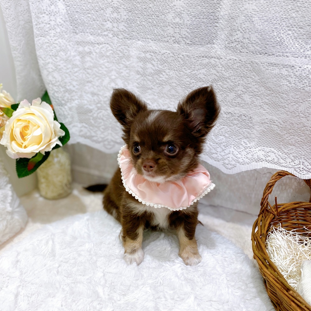 滋賀県のチワワ(ロング) (犬の家＆猫の里長浜店/2026年6月4日生まれ/女の子/チョコレートタンホワイト)の子犬の3枚目の画像