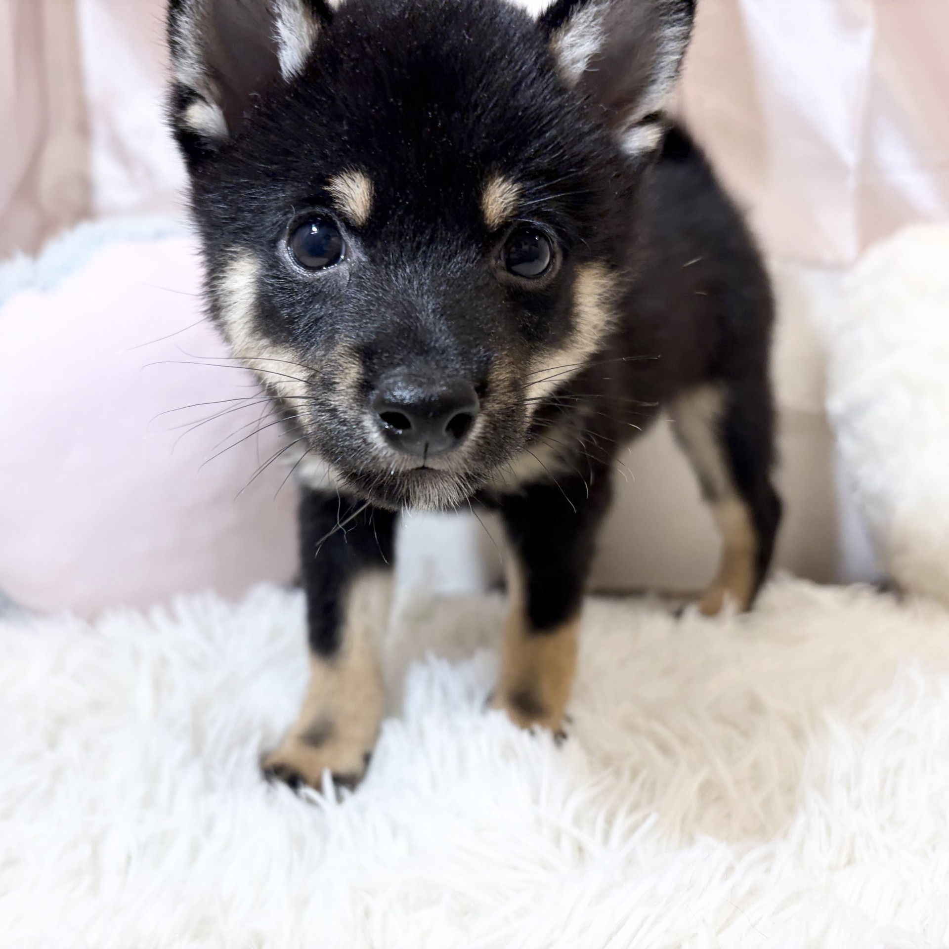兵庫県の豆柴 (犬の家＆猫の里カナート西神戸店/2026年6月4日生まれ/男の子/黒)の子犬の3枚目の画像