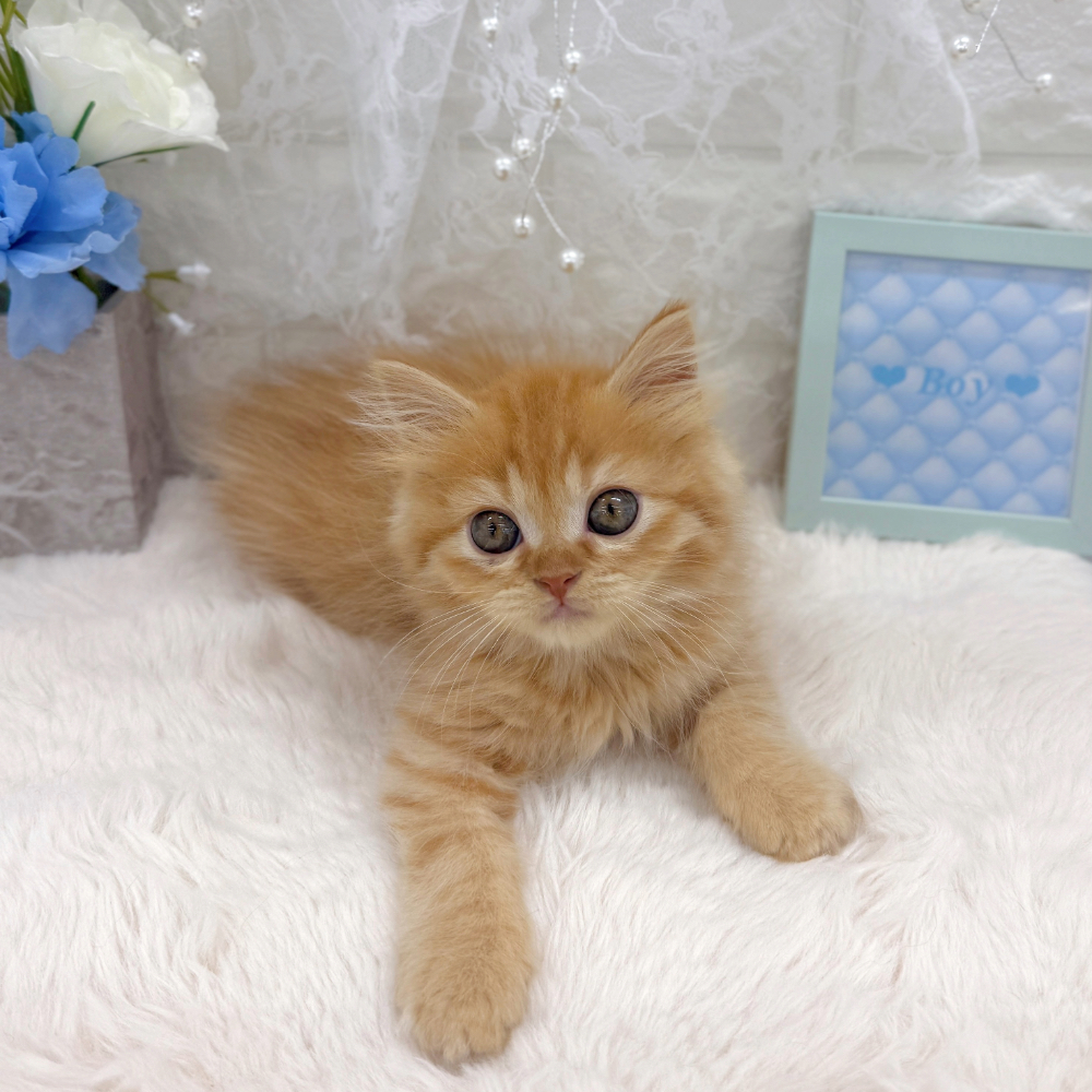 福井県のスコティッシュフォールド (犬の家＆猫の里アミーゴ福井大和田店/2026年6月3日生まれ/男の子/レッドタビー)の子猫の3枚目の画像