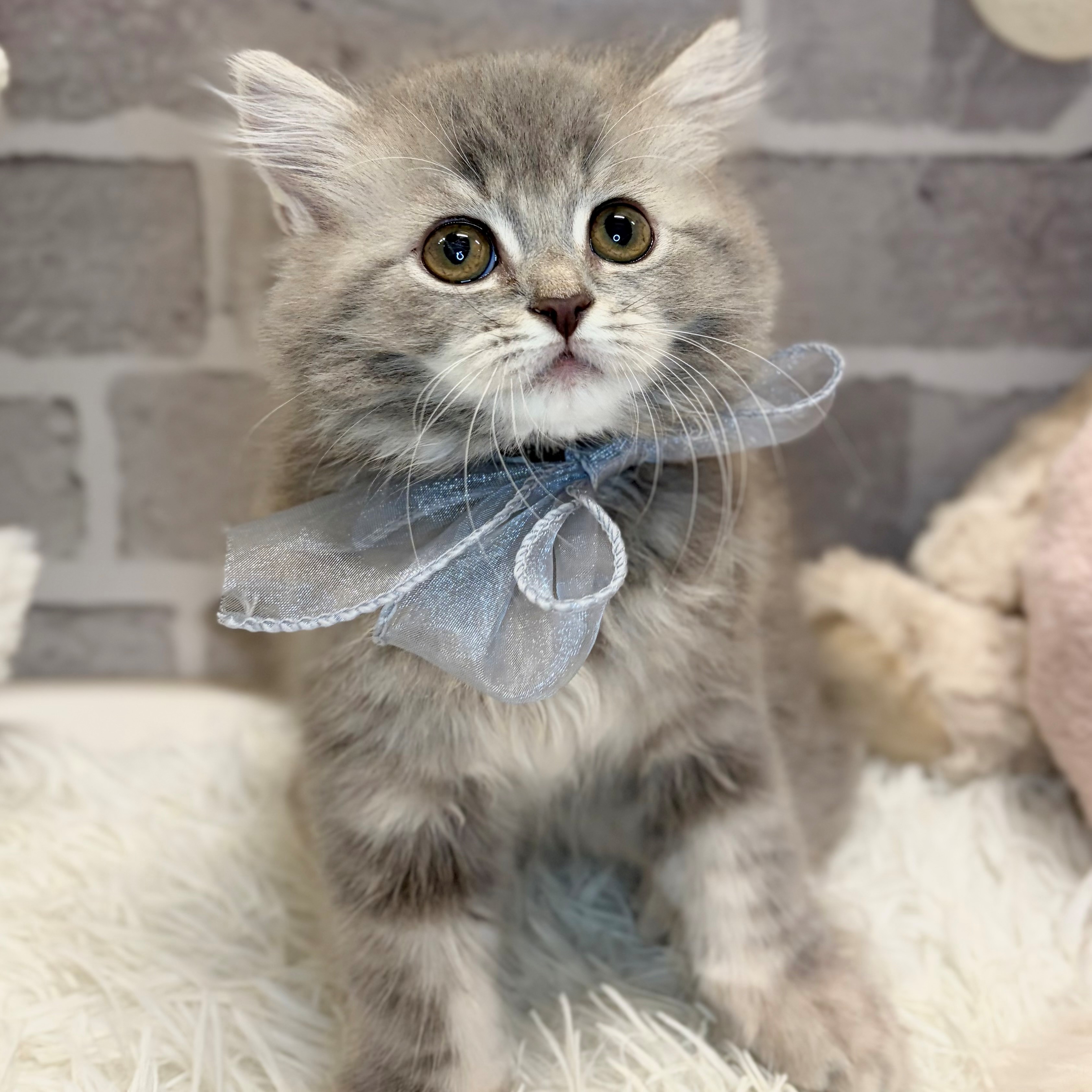 兵庫県のラガマフィン (犬の家＆猫の里神戸店/2026年6月3日生まれ/女の子/ブルータビー)の子猫の3枚目の画像