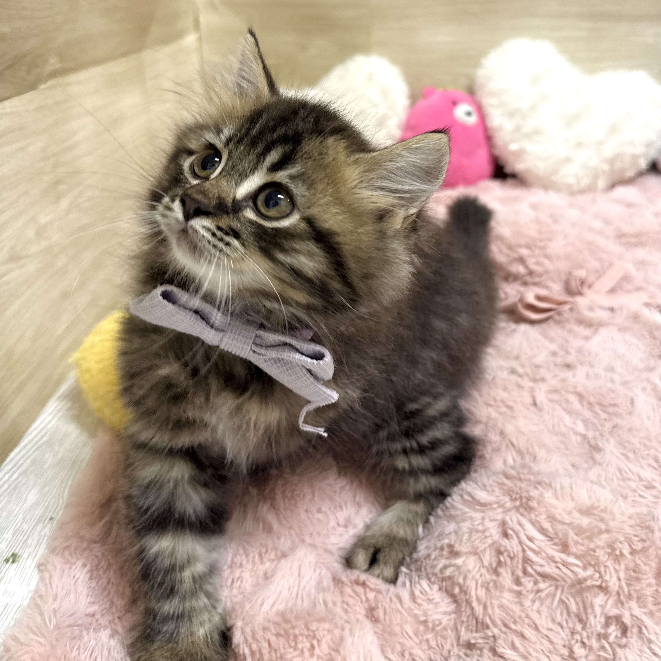 大阪府のラガマフィン (犬の家＆猫の里そよら東岸和田店/2026年6月3日生まれ/男の子/ブラウンタビー)の子猫の3枚目の画像