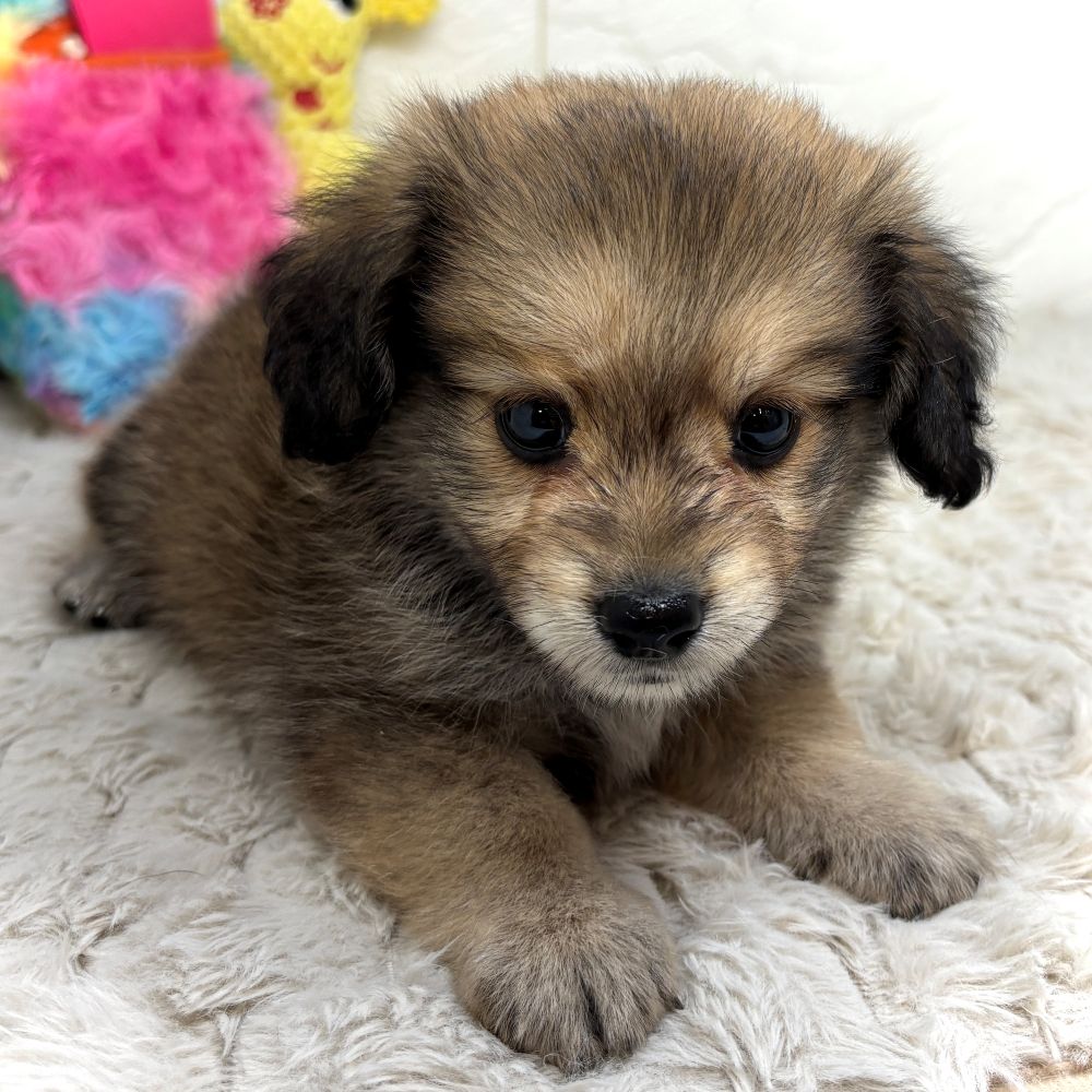 兵庫県のポメックス(ポメラニアン×ダックス) (犬の家＆猫の里ゆめタウン姫路店/2026年6月3日生まれ/女の子/セーブル)の子犬の3枚目の画像