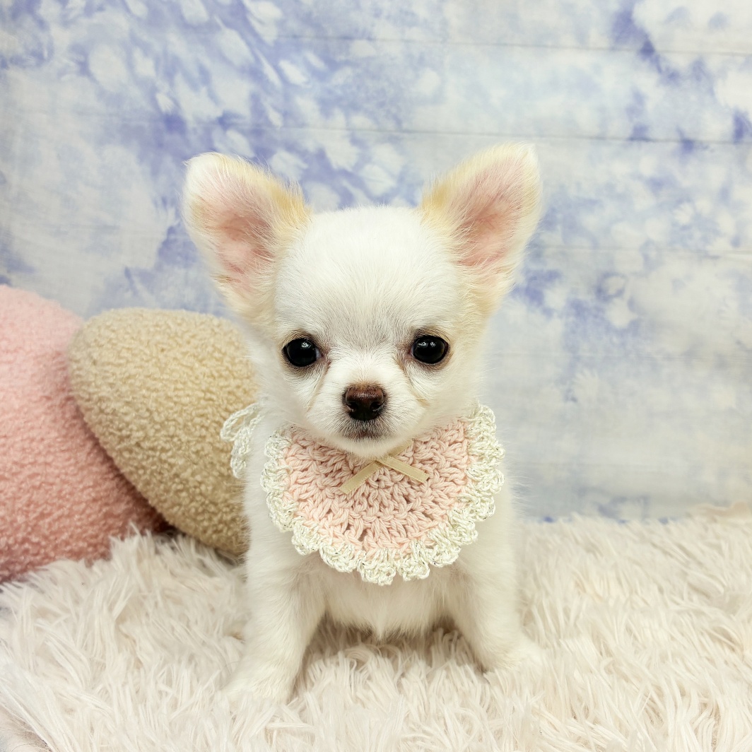 兵庫県のチワワ(ロング) (犬の家＆猫の里川西店/2026年6月4日生まれ/女の子/クリームホワイト)の子犬の3枚目の画像