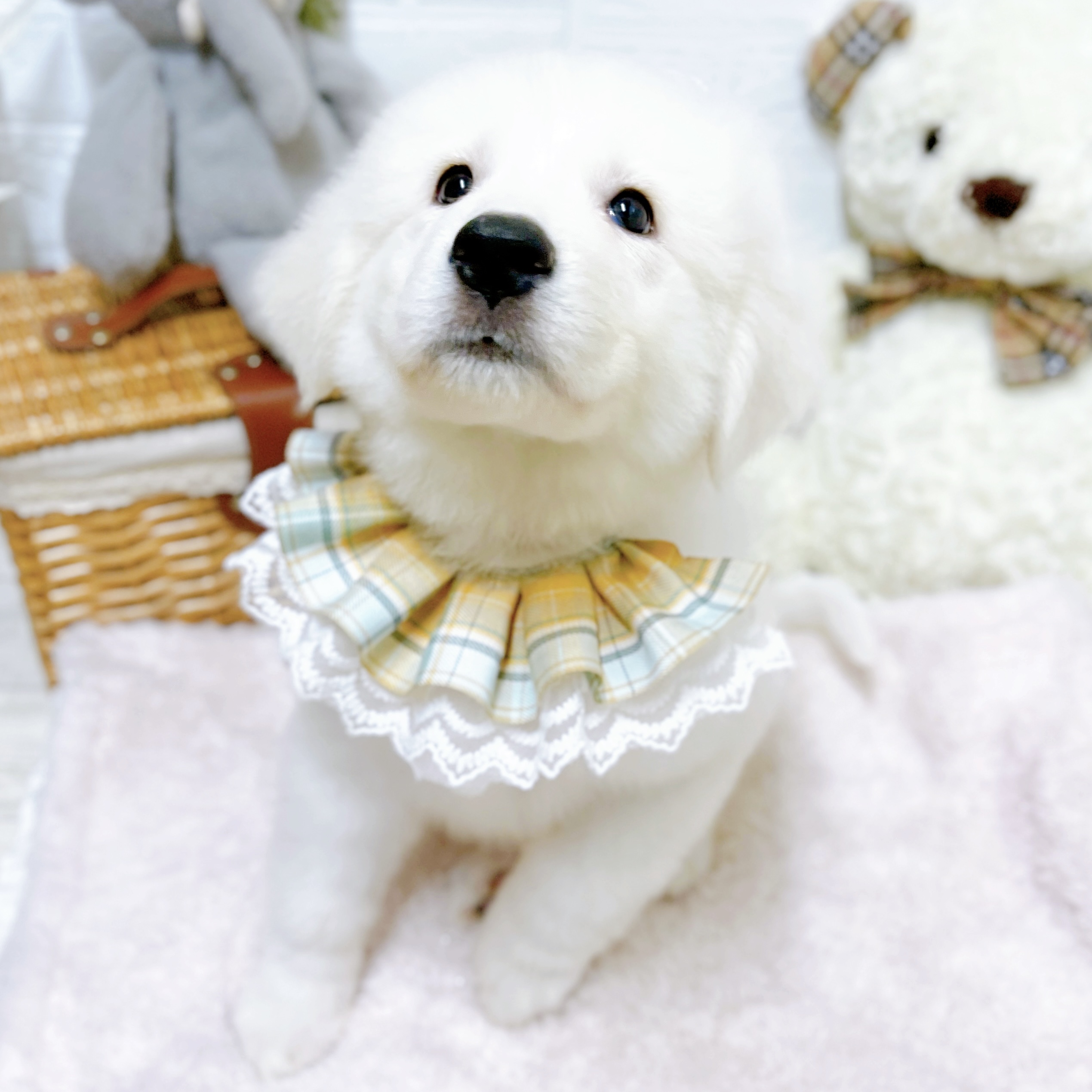 滋賀県のグレートピレニーズ (犬の家＆猫の里近江八幡店/2026年6月4日生まれ/女の子/ホワイト)の子犬の3枚目の画像
