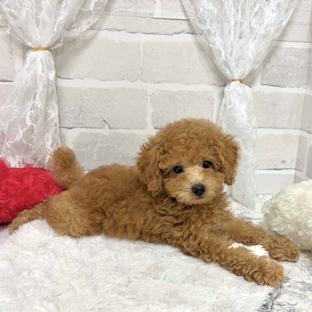 京都府のトイプードル(トイ) (犬の家＆猫の里京都精華店/2026年5月28日生まれ/女の子/オレンジフォーン)の子犬の3枚目の画像