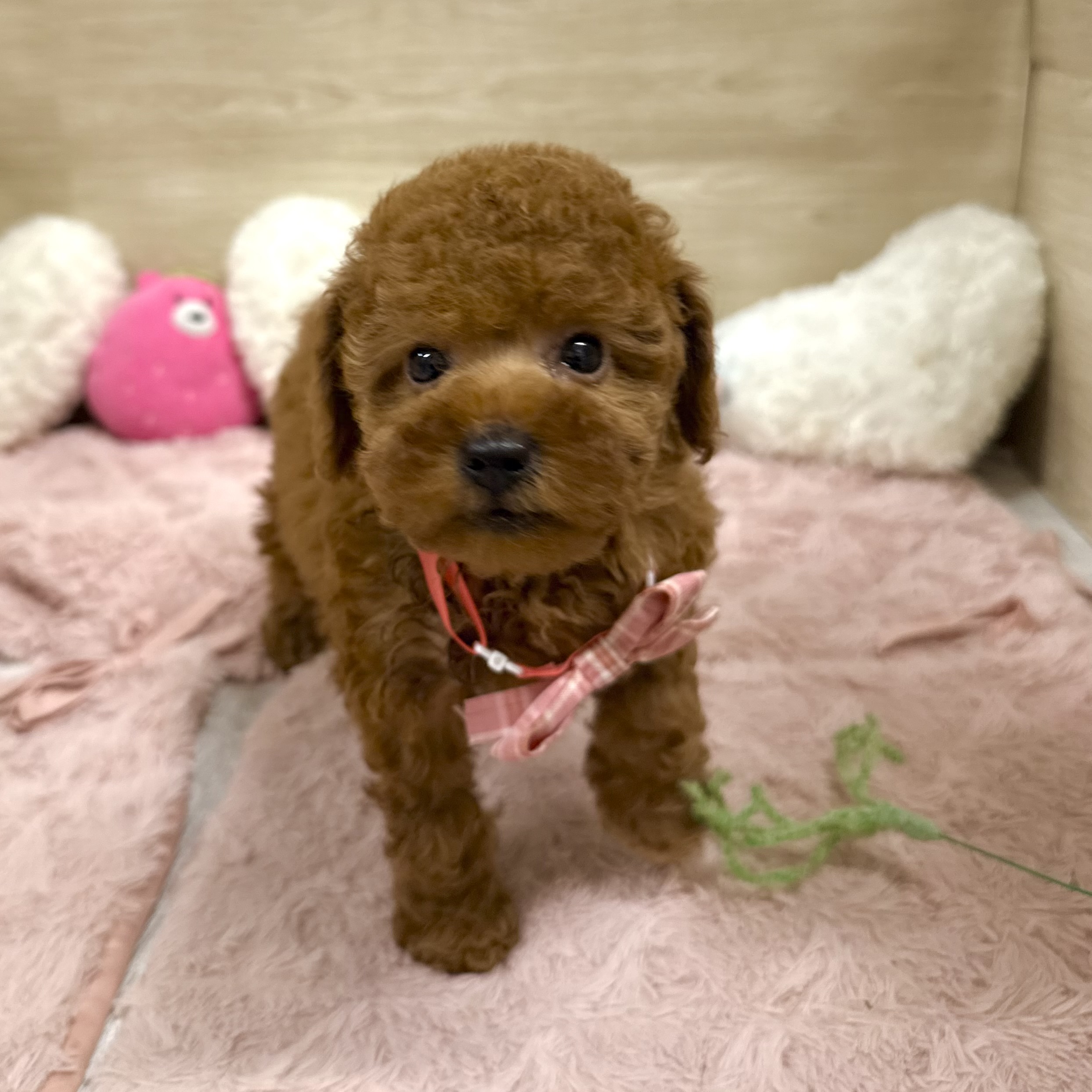 大阪府のトイプードル(トイ) (犬の家＆猫の里そよら東岸和田店/2026年6月3日生まれ/女の子/レッドフォーン)の子犬の3枚目の画像