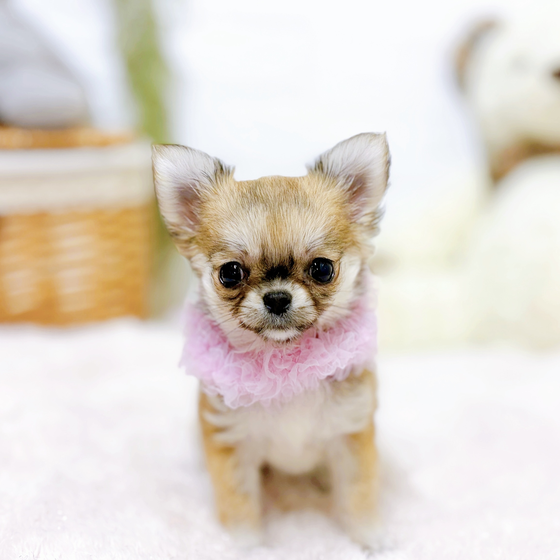 近江八幡店（滋賀県）のペット一覧 | ペットショップ 犬の家&猫の里