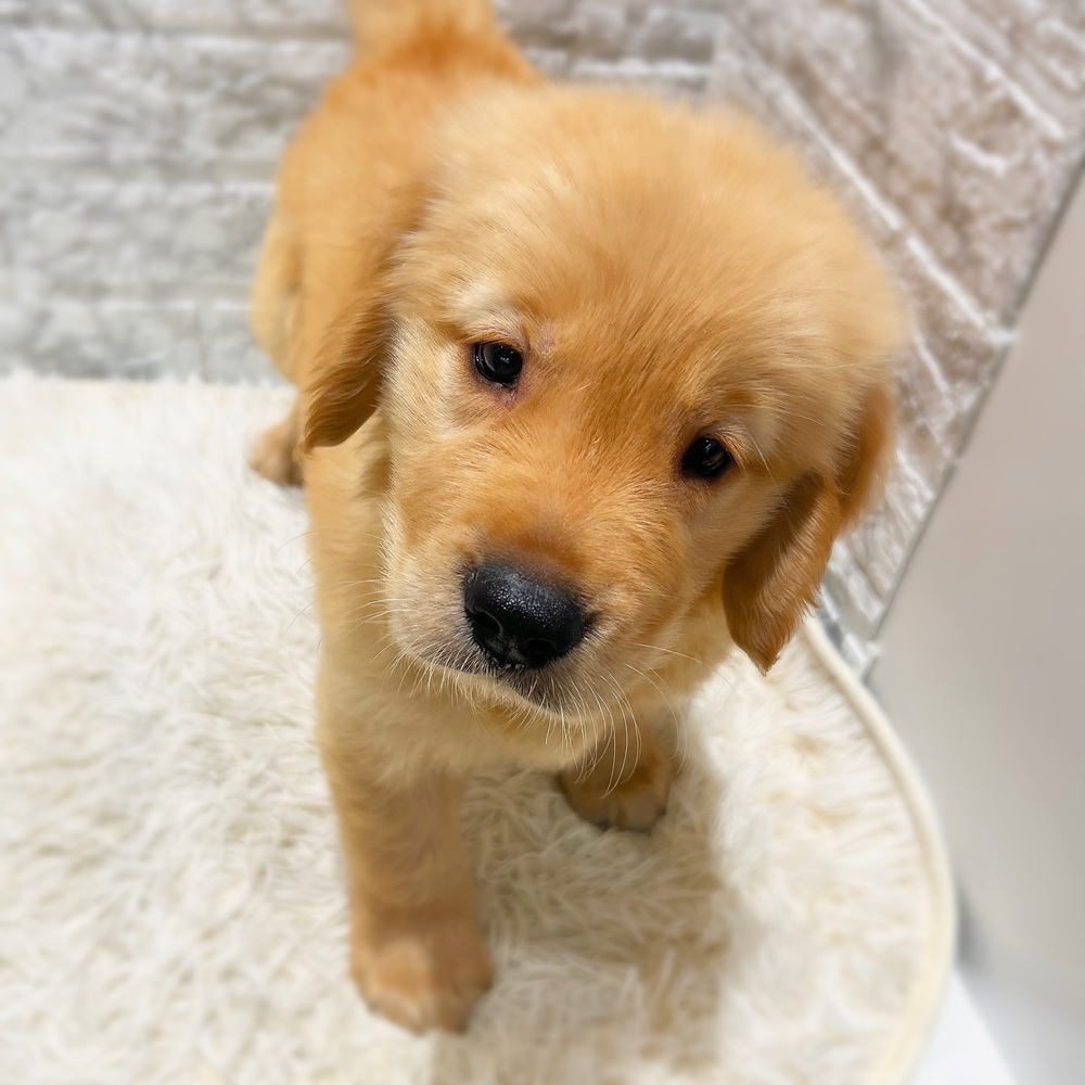 愛知県のゴールデンレトリバー (犬の家＆猫の里MiO香久山店/2026年6月4日生まれ/男の子/ゴールデン)の子犬の3枚目の画像