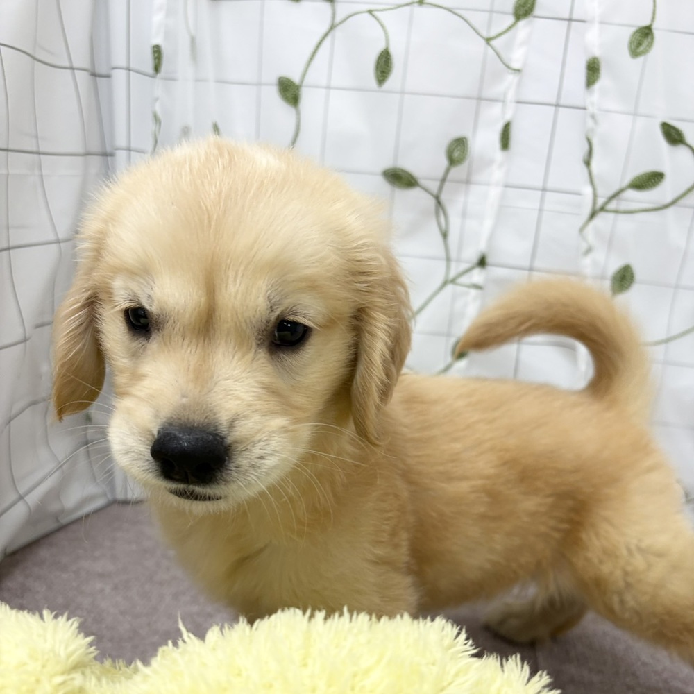 長野県のゴールデンレトリバー (犬の家＆猫の里塩尻店/2026年6月4日生まれ/男の子/ゴールデン)の子犬の1枚目の画像