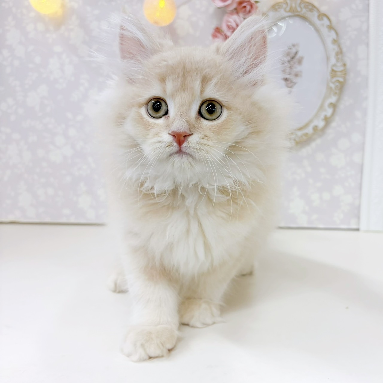 富山県のスコティッシュフォールド (犬の家＆猫の里アミーゴ高岡蓮花寺店/2026年6月4日生まれ/男の子/クリームタビーホワイト)の子猫の3枚目の画像