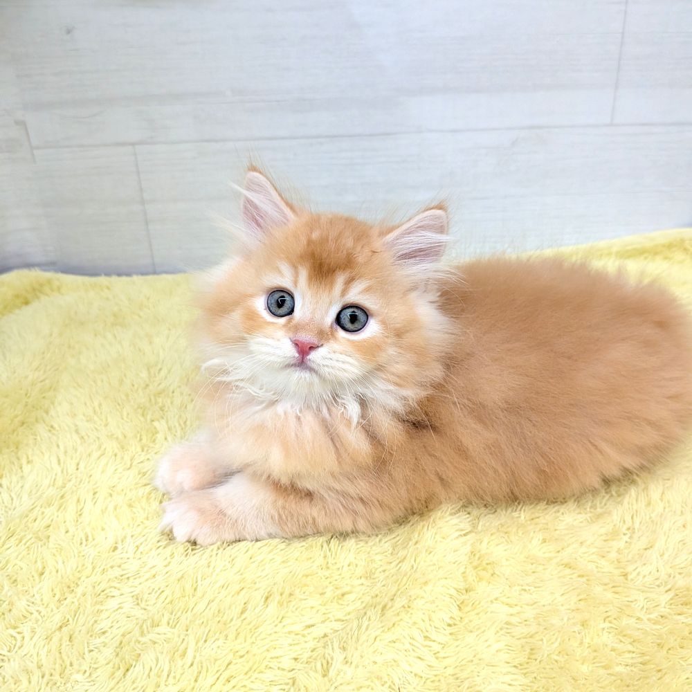愛知県のスコティッシュフォールド (犬の家＆猫の里碧南店/2026年6月4日生まれ/男の子/レッドタビー)の子猫の3枚目の画像