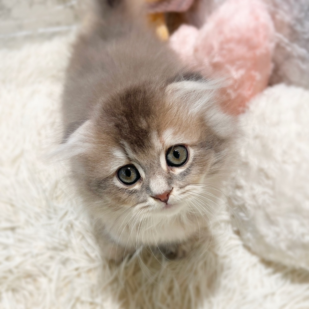 愛知県のスコティッシュフォールド (犬の家＆猫の里MiO香久山店/2026年6月4日生まれ/女の子/ブルーパッチドタビー)の子猫の3枚目の画像