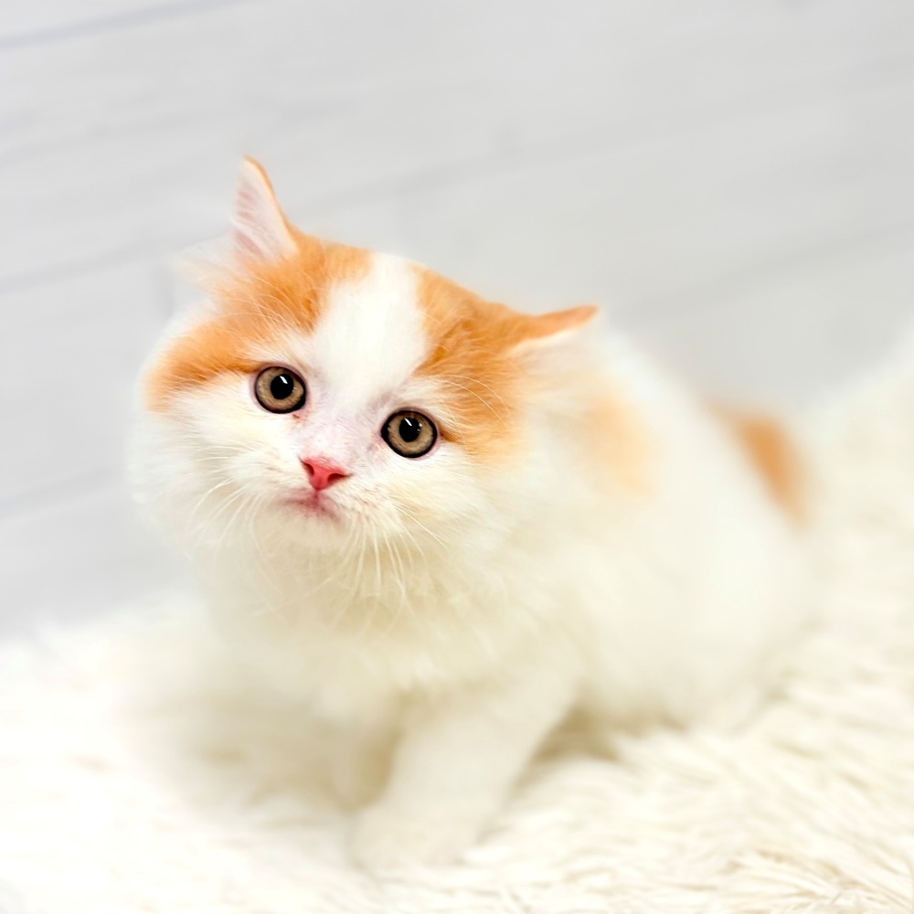 愛知県のサイベリアン (犬の家＆猫の里豊田店/2026年6月5日生まれ/男の子/レッドタビーホワイト)の子猫の3枚目の画像