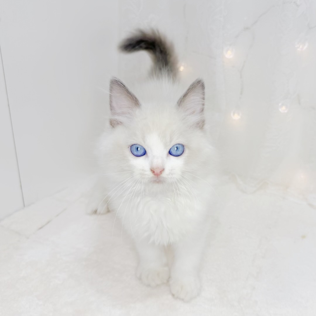 千葉県のラグドール (犬の家＆猫の里BIGHOPガーデンモール印西店/2026年5月27日生まれ/男の子/ブルーポイントバイカラー)の子猫の3枚目の画像