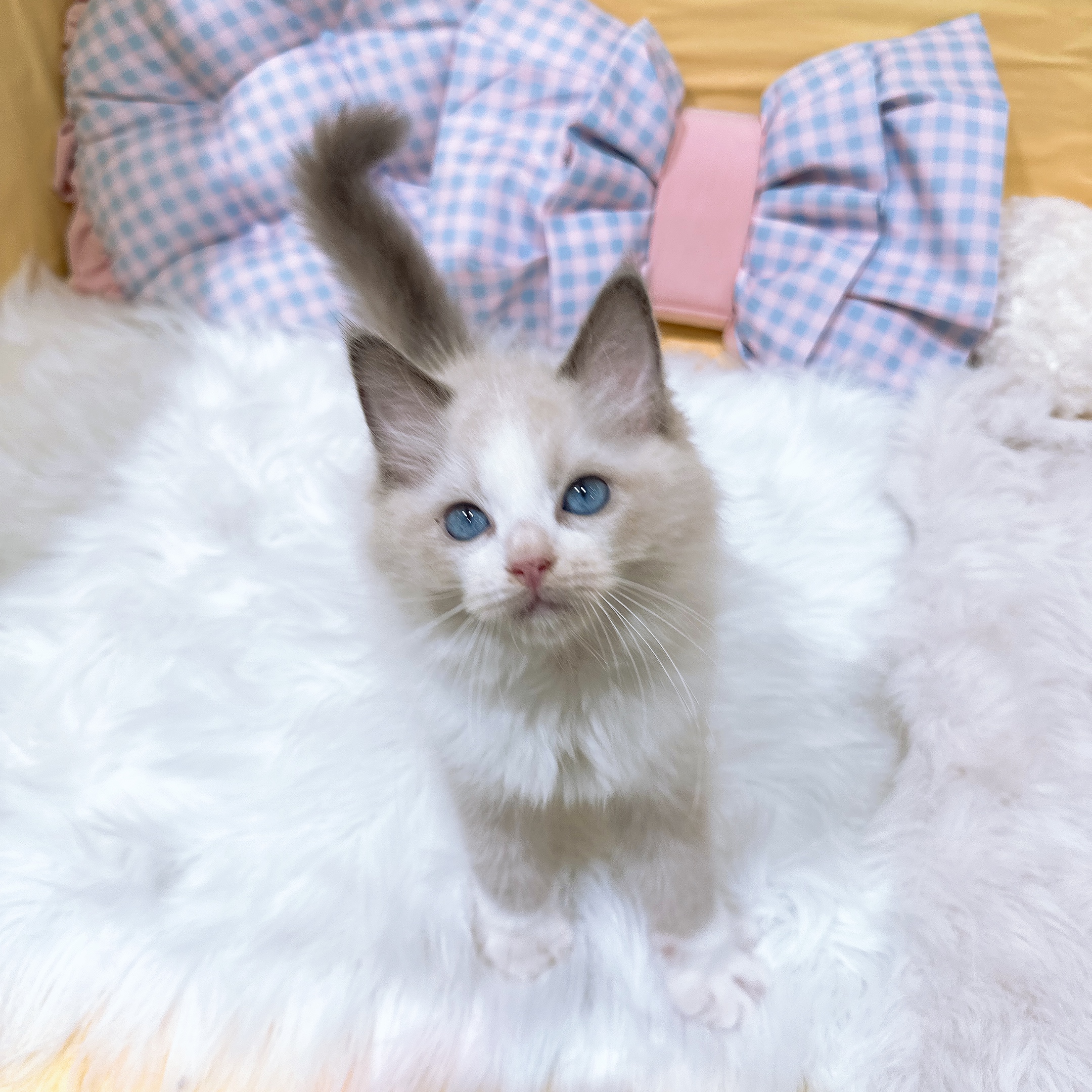 神奈川県のラグドール (犬の家＆猫の里元住吉ブレーメン通り店/2026年5月27日生まれ/男の子/ブルーポイントバイカラー)の子猫の3枚目の画像