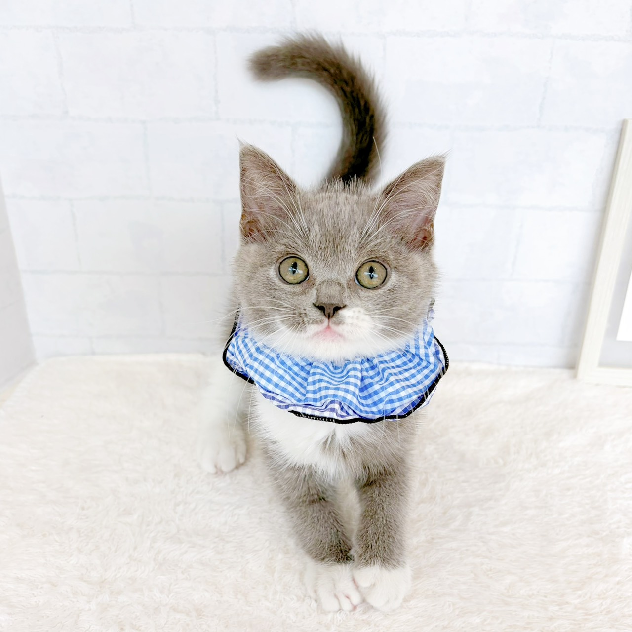 石川県のスコティッシュフォールド (犬の家＆猫の里金沢店/2026年6月3日生まれ/男の子/ブルーホワイト)の子猫の1枚目の画像