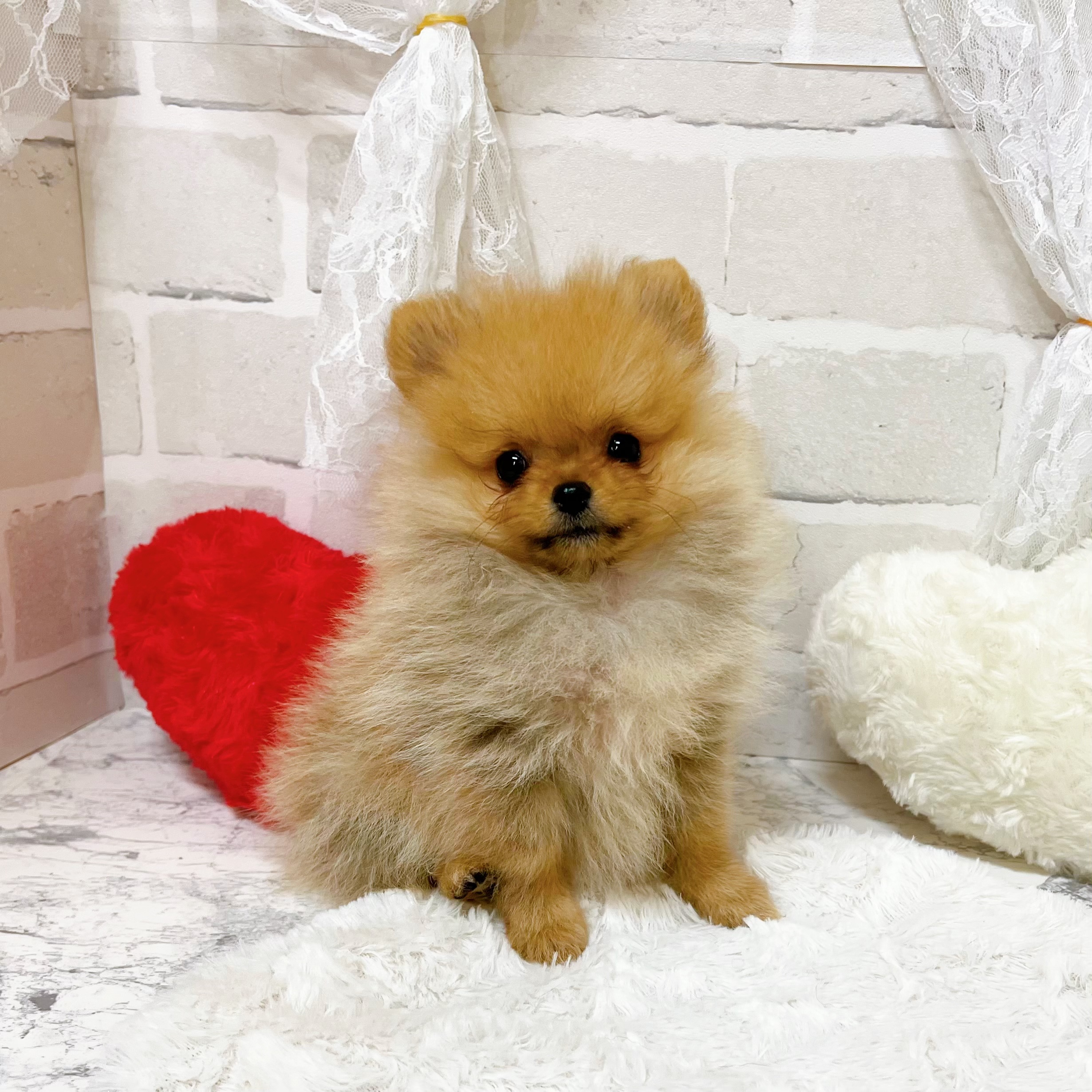 京都府のポメラニアン (犬の家＆猫の里京都精華店/2026年5月29日生まれ/女の子/オレンジ)の子犬の3枚目の画像