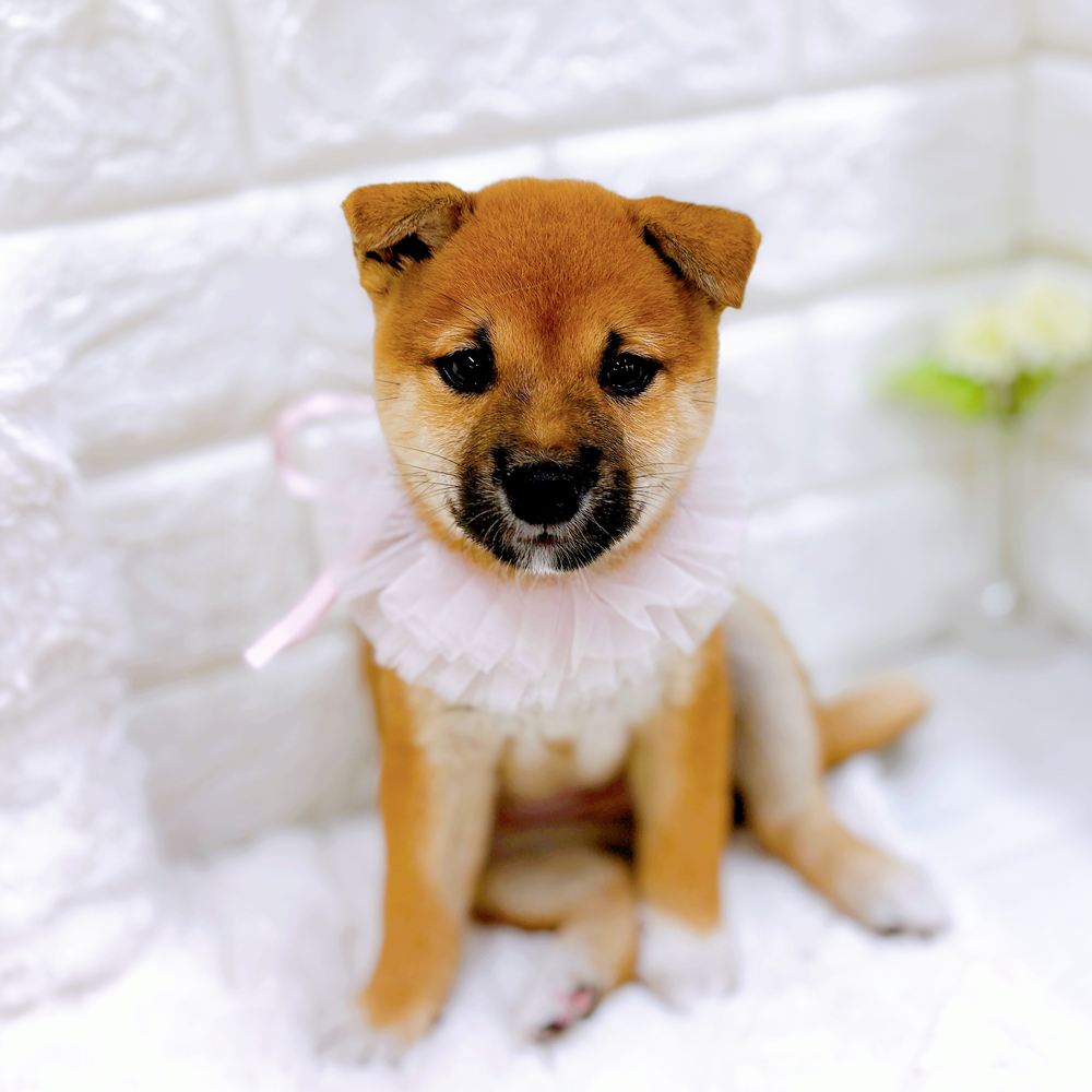 福井県の豆柴 (犬の家＆猫の里アミーゴ福井店/2026年6月5日生まれ/女の子/赤)の子犬の3枚目の画像