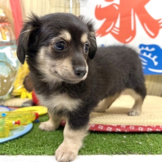 神奈川県のチワックス(チワワ×ダックス) (犬の家＆猫の里小田原店/2026年6月7日生まれ/女の子/ブラッククリーム)の子犬の3枚目の画像