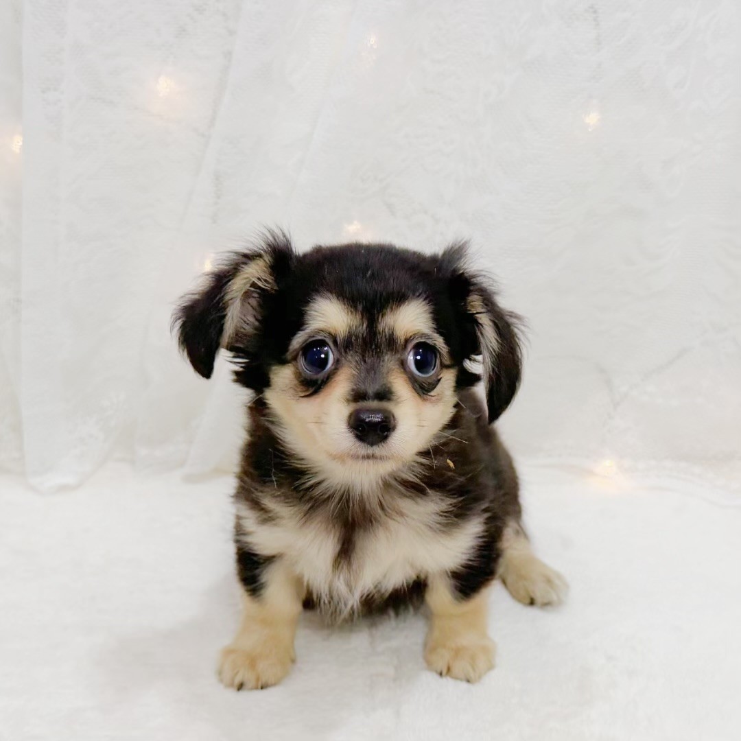 千葉県のチワックス(チワワ×ダックス) (犬の家＆猫の里BIGHOPガーデンモール印西店/2026年6月7日生まれ/女の子/ブラッククリーム)の子犬の1枚目の画像