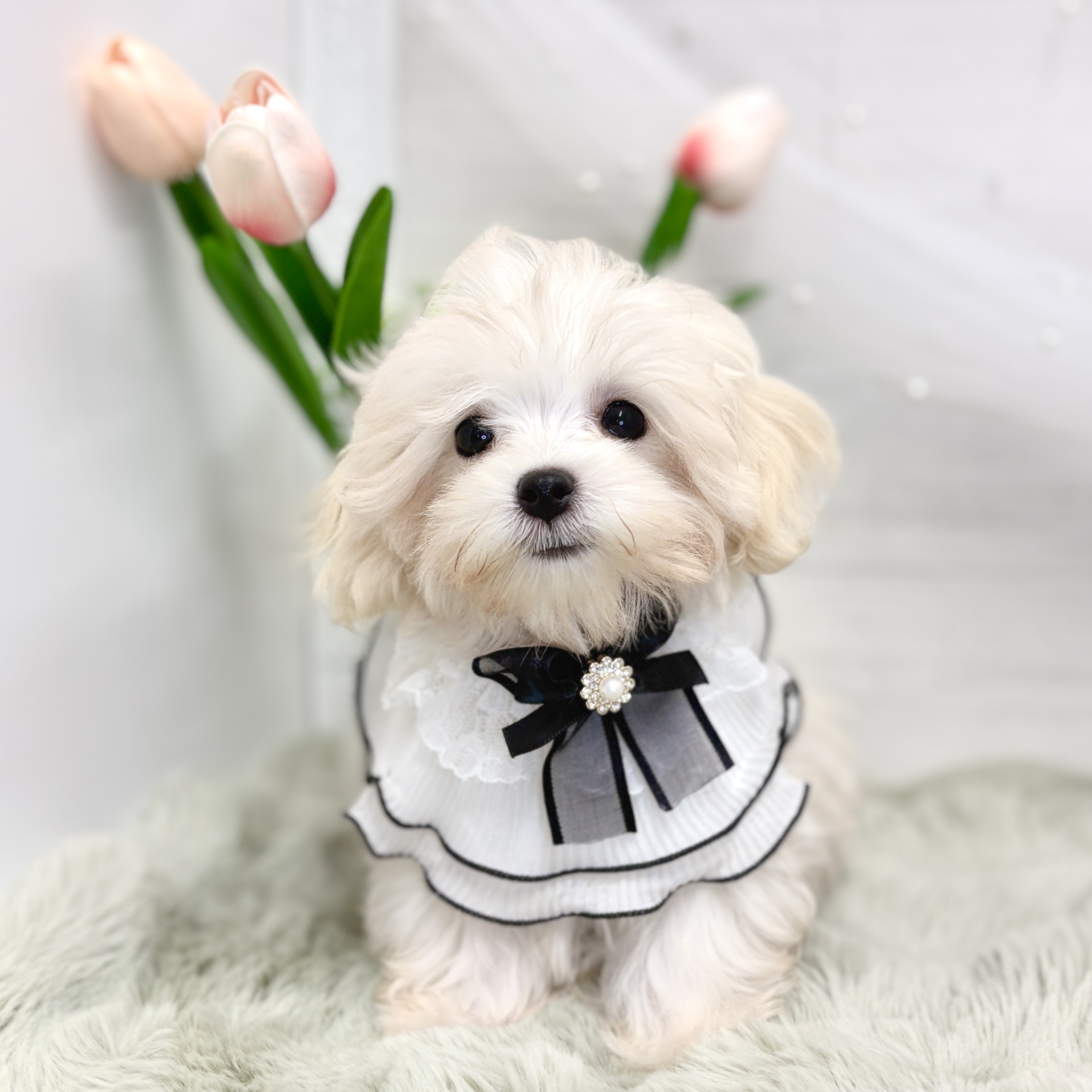 神奈川県のマルプー(マルチーズ×プードル) (犬の家＆猫の里相模原店/2026年5月30日生まれ/女の子/クリーム)の子犬の1枚目の画像