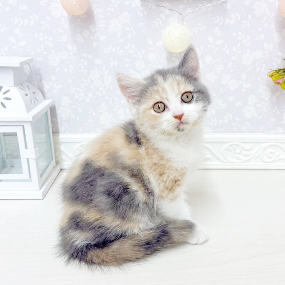 富山県のブリティッシュショートヘアー (犬の家＆猫の里アミーゴ山室店/2026年6月7日生まれ/女の子/ダイリュートキャリコ)の子猫の3枚目の画像