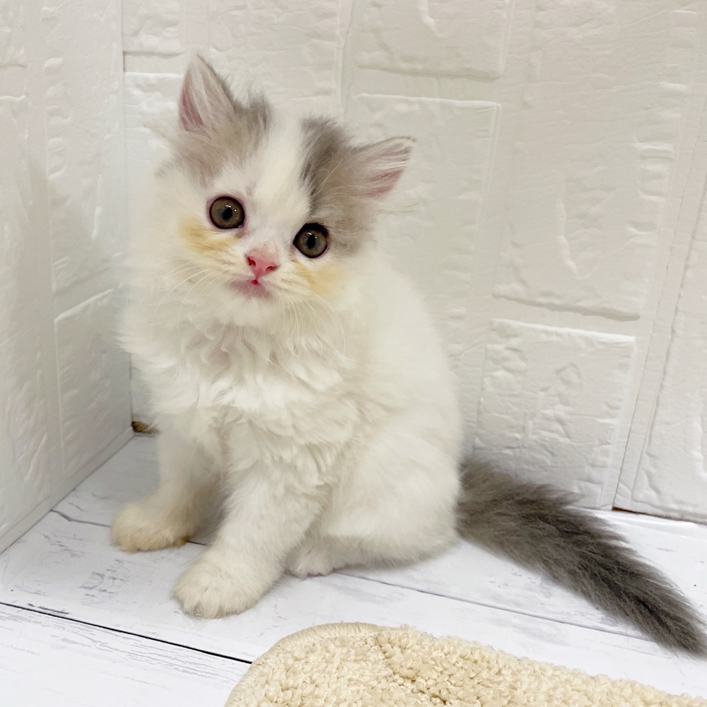 岡山県のスコティッシュストレート (犬の家＆猫の里岡山店/2026年6月6日生まれ/女の子/ブルータビーホワイト)の子猫の3枚目の画像