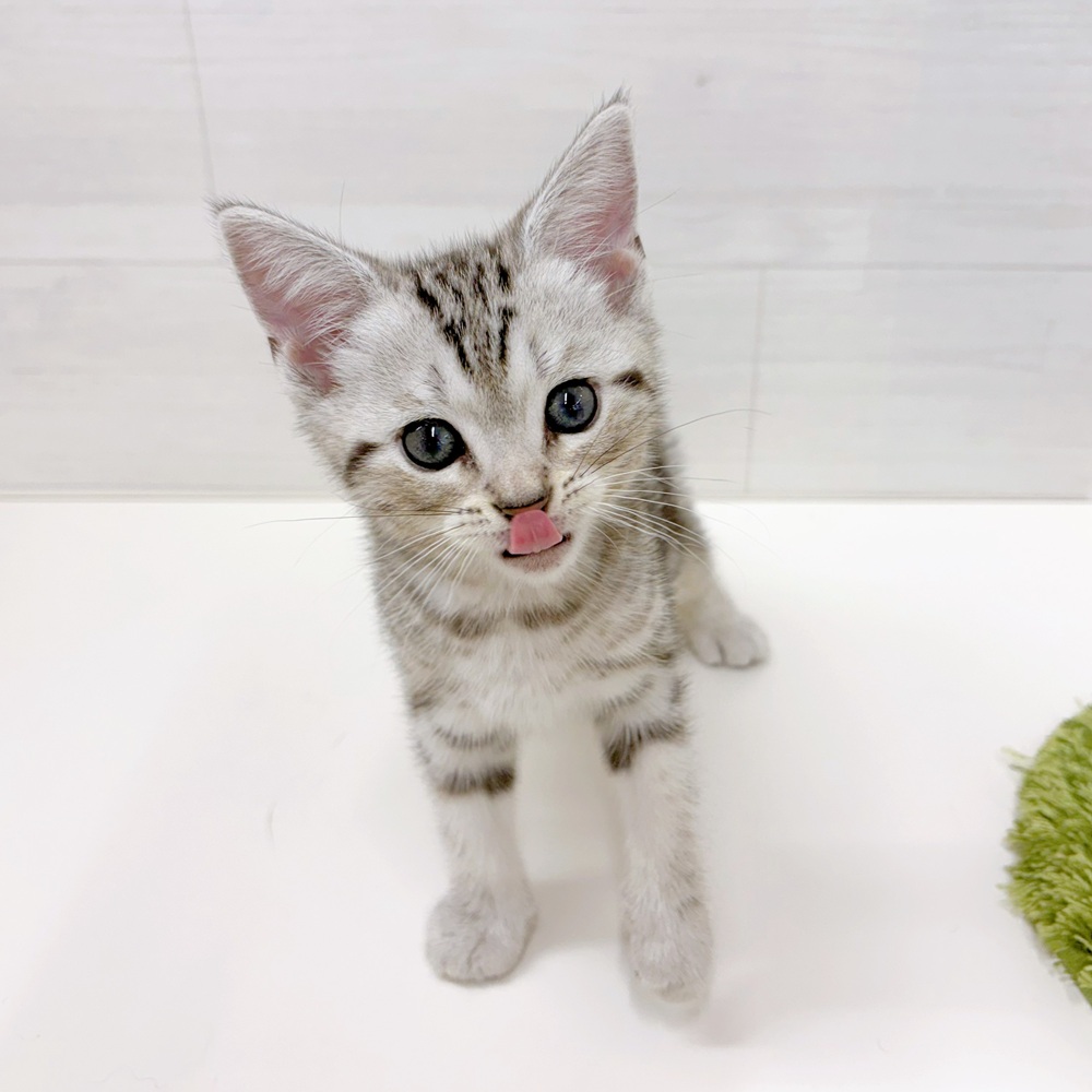 石川県のアメリカンショートヘアー (犬の家＆猫の里アミーゴ金沢おこばた店/2026年5月31日生まれ/男の子/シルバータビー)の子猫の3枚目の画像