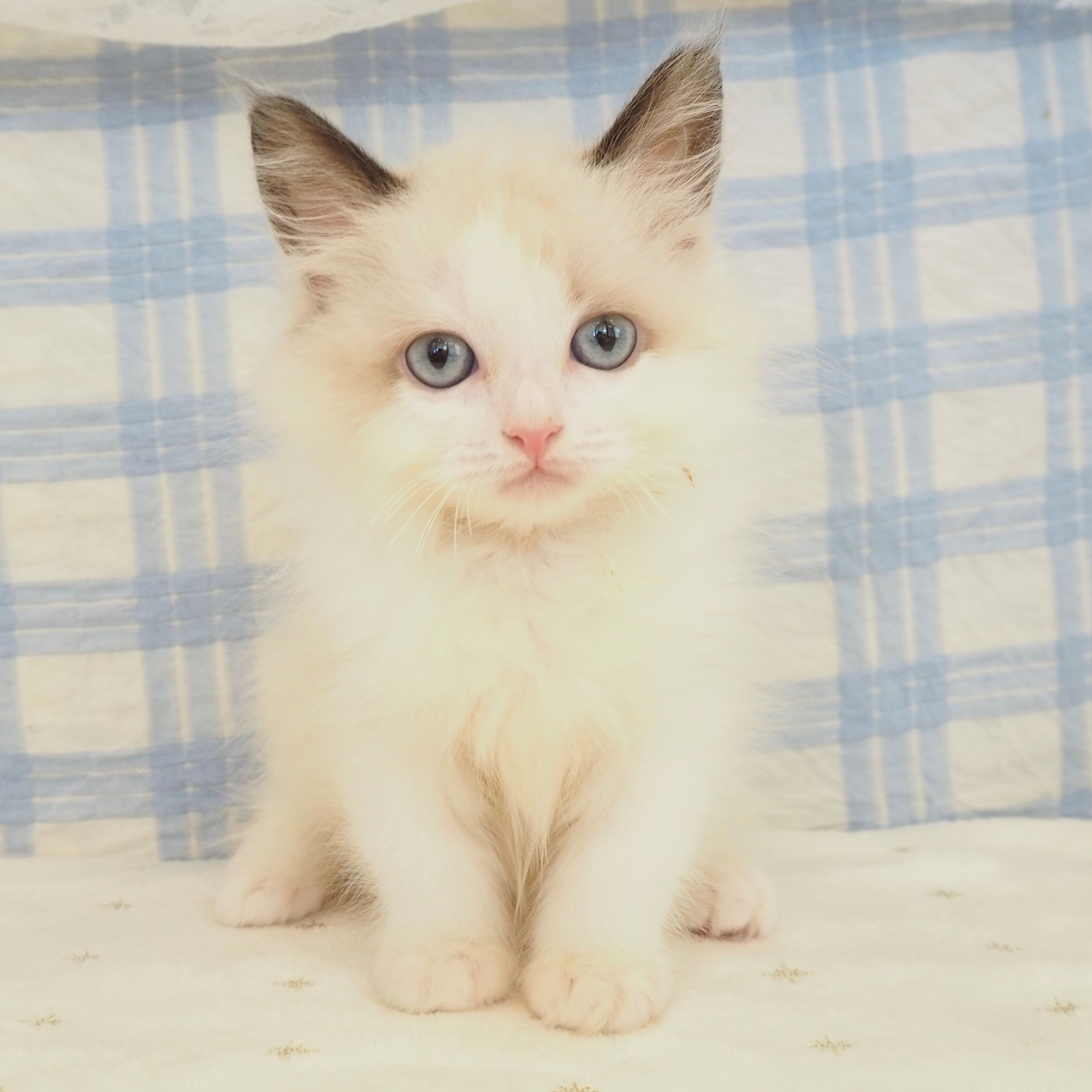 大阪府のラグドール (犬の家＆猫の里もりのみやキューズモールBASE店/2026年6月1日生まれ/男の子/シールポイントバイカラー)の子猫の3枚目の画像
