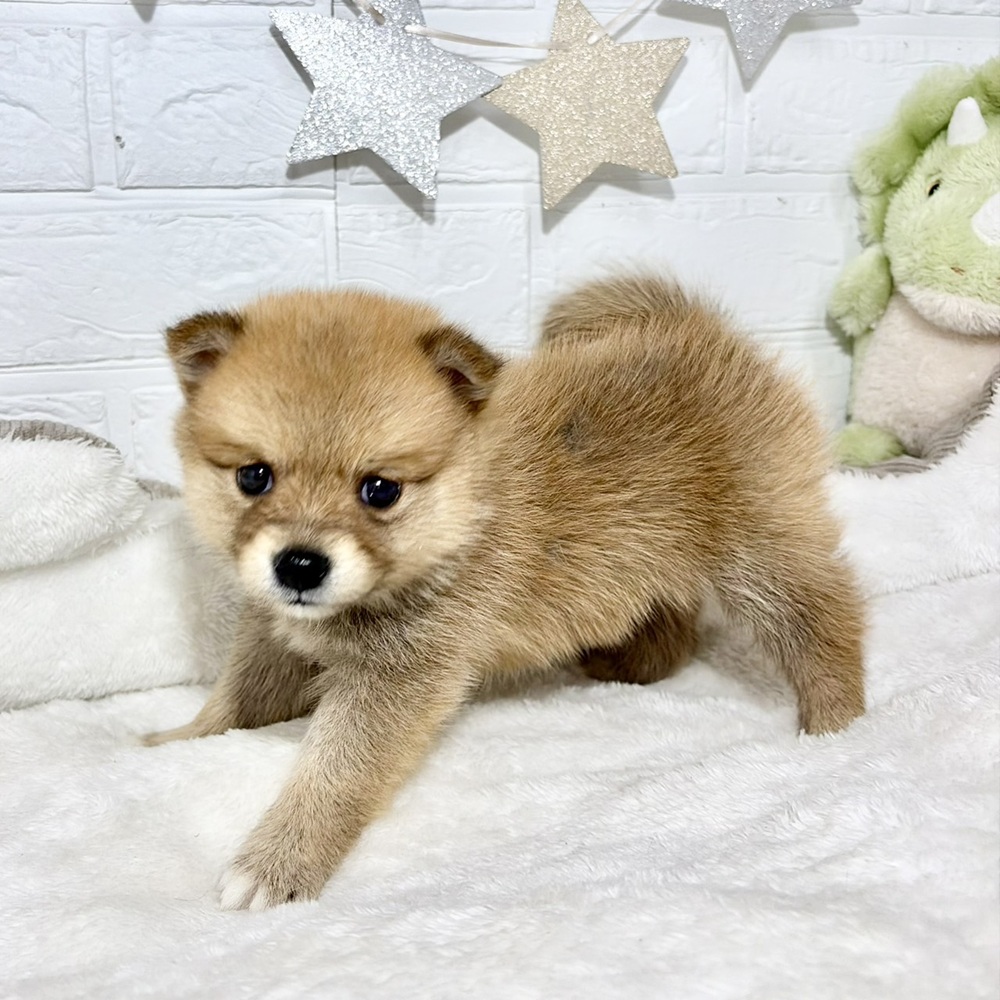 兵庫県のポメ柴/豆ポメ/ポメ豆柴(ポメラニアン×柴犬) (犬の家＆猫の里ニッケパークタウン加古川店/2026年6月7日生まれ/女の子/赤)の子犬の3枚目の画像
