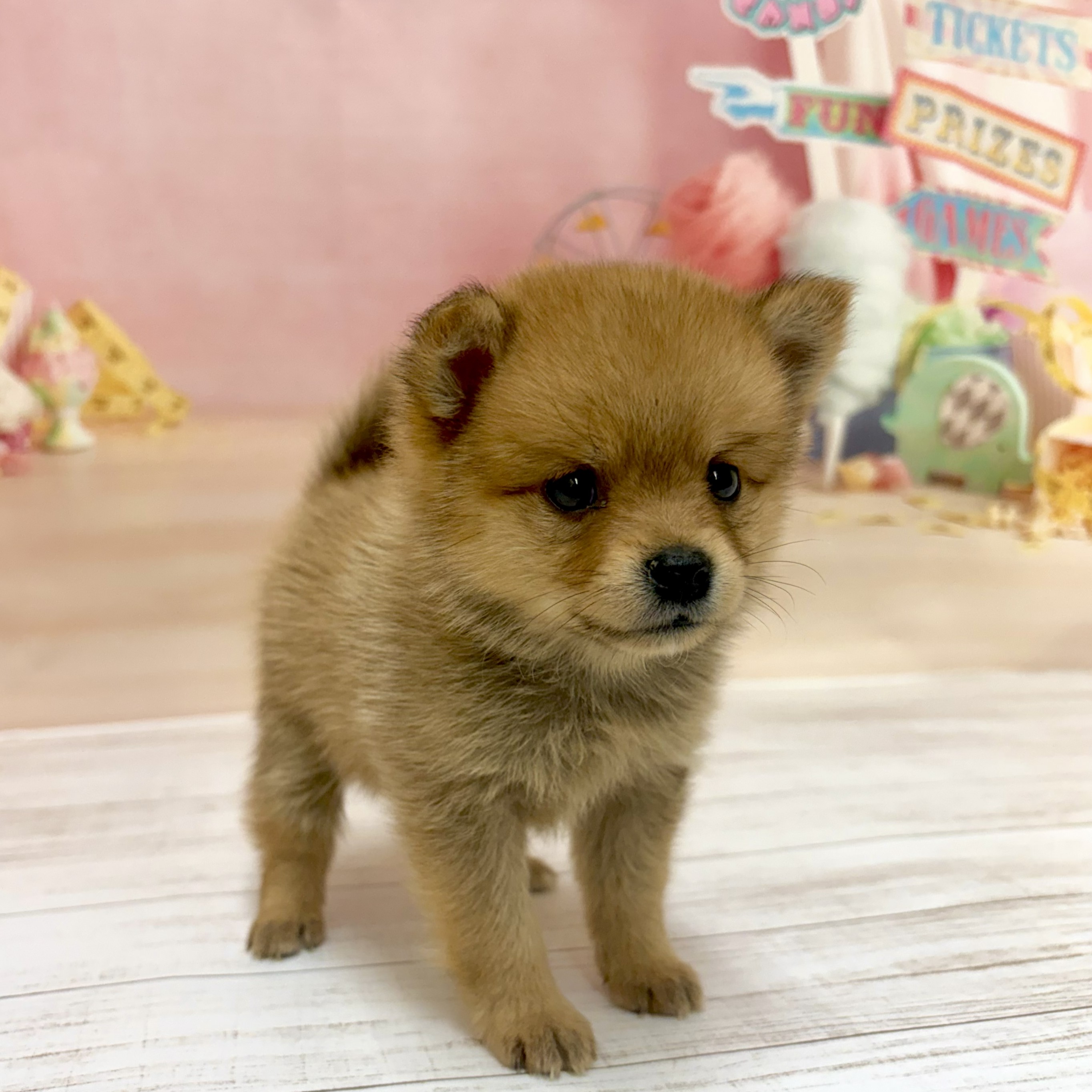 兵庫県のポメ柴/豆ポメ/ポメ豆柴(ポメラニアン×柴犬) (犬の家＆猫の里尼崎店/2026年6月7日生まれ/女の子/赤)の子犬の3枚目の画像