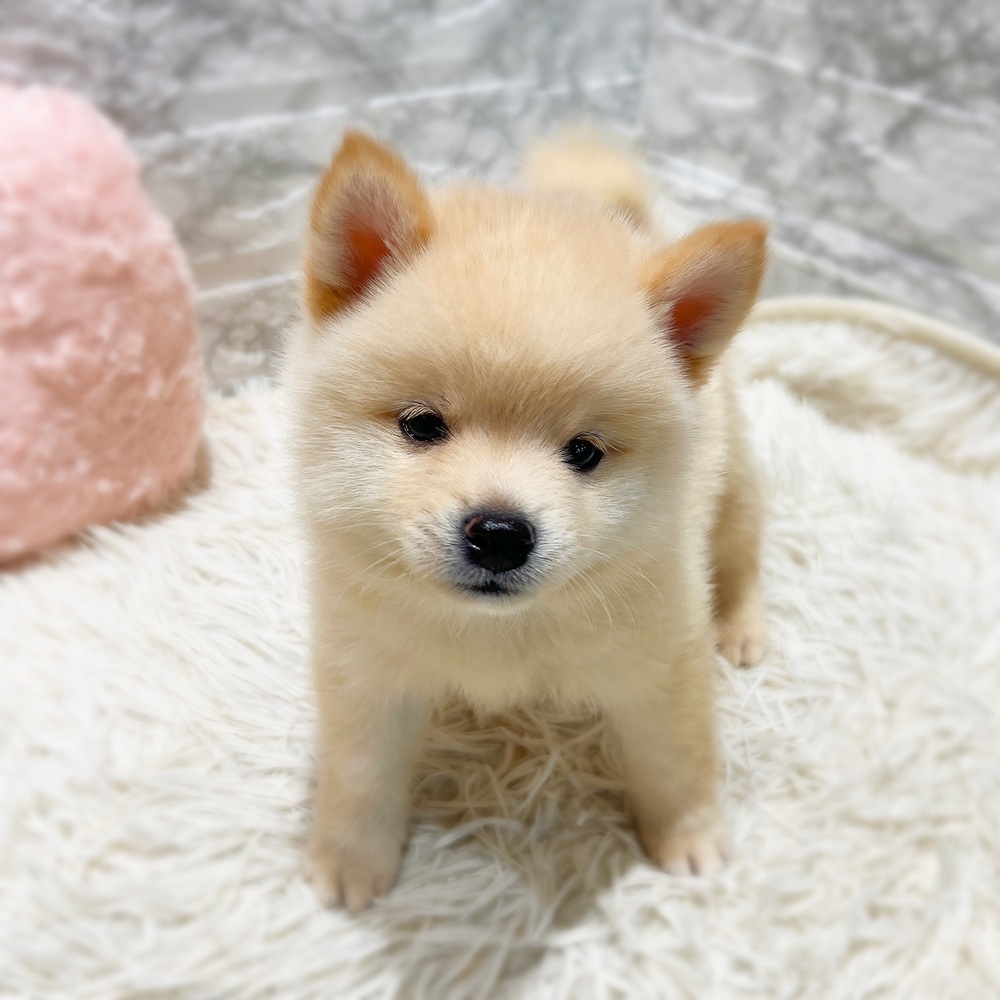 愛知県のポメ柴/豆ポメ/ポメ豆柴(ポメラニアン×柴犬) (犬の家＆猫の里MiO香久山店/2026年6月7日生まれ/男の子/白)の子犬の3枚目の画像