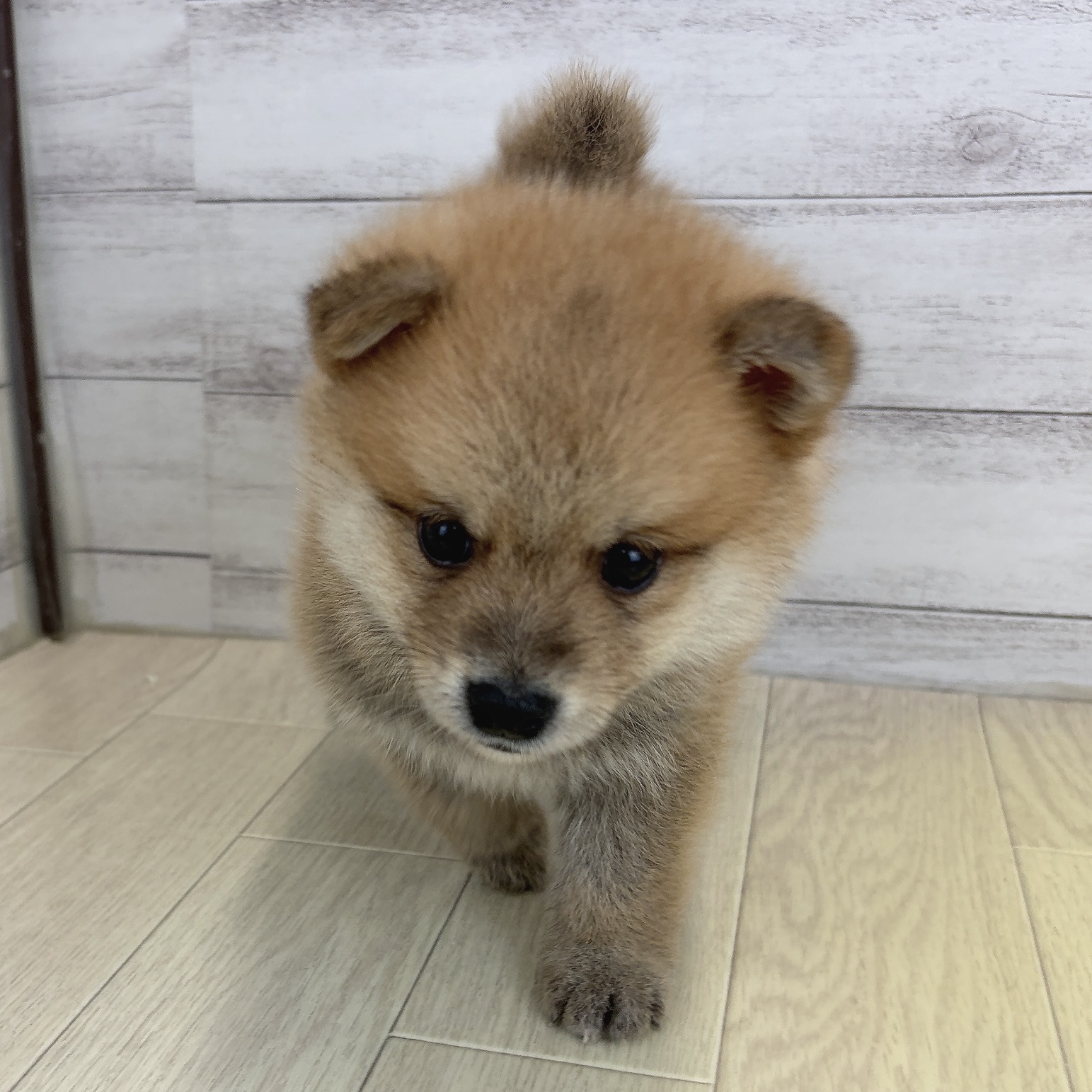 愛知県のポメ柴/豆ポメ/ポメ豆柴(ポメラニアン×柴犬) (犬の家＆猫の里春日井本店/2026年6月7日生まれ/男の子/赤)の子犬の3枚目の画像