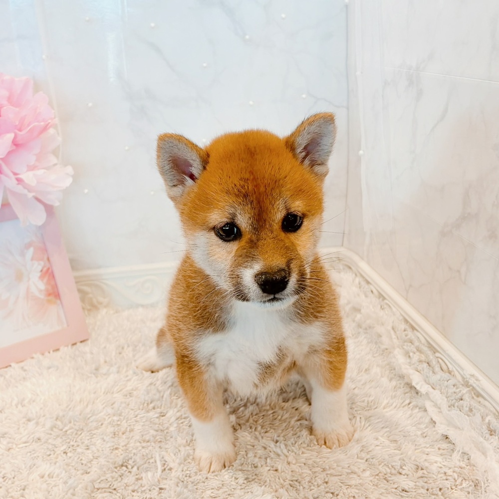 福井県の柴犬(標準サイズ) (犬の家＆猫の里福井店/2026年6月7日生まれ/女の子/赤)の子犬の3枚目の画像
