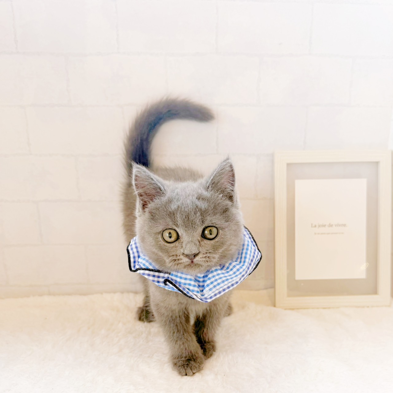 石川県のブリティッシュショートヘアー (犬の家＆猫の里金沢店/2026年5月27日生まれ/男の子/ブルー)の子猫の3枚目の画像