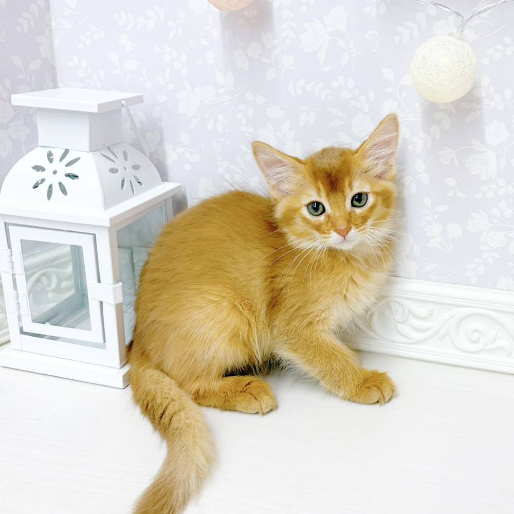 富山県のソマリ (犬の家＆猫の里アミーゴ山室店/2026年6月5日生まれ/女の子/レッド)の子猫の3枚目の画像