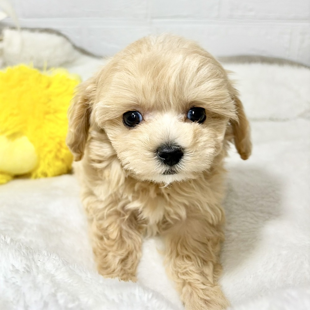 兵庫県のマルプー(マルチーズ×プードル) (犬の家＆猫の里ニッケパークタウン加古川店/2026年6月6日生まれ/女の子/クリーム)の子犬の3枚目の画像
