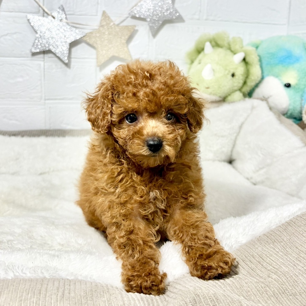 兵庫県のトイプードル(トイ) (犬の家＆猫の里ニッケパークタウン加古川店/2026年6月5日生まれ/女の子/レッド)の子犬の3枚目の画像