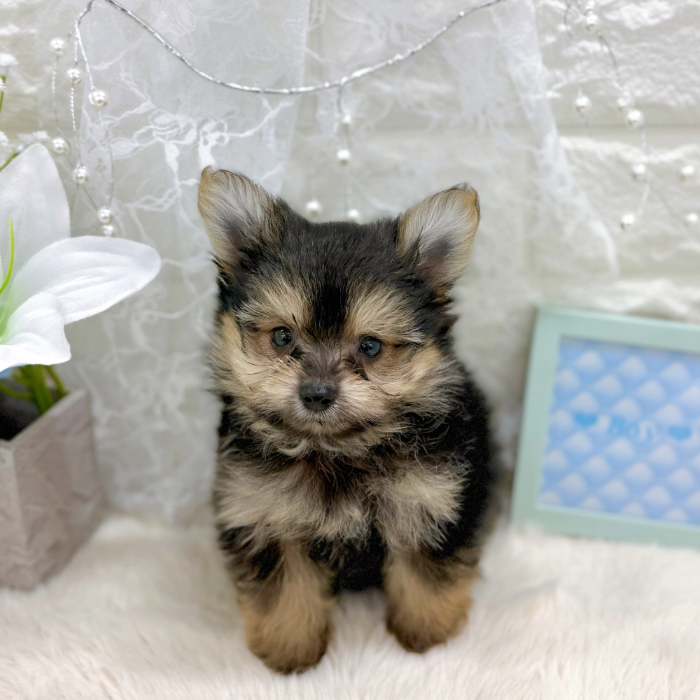 福井県のポメキー(ポメラニアン×ヨークシャーテリア) (犬の家＆猫の里アミーゴ福井大和田店/2026年6月7日生まれ/男の子/ブラックタン)の子犬の3枚目の画像