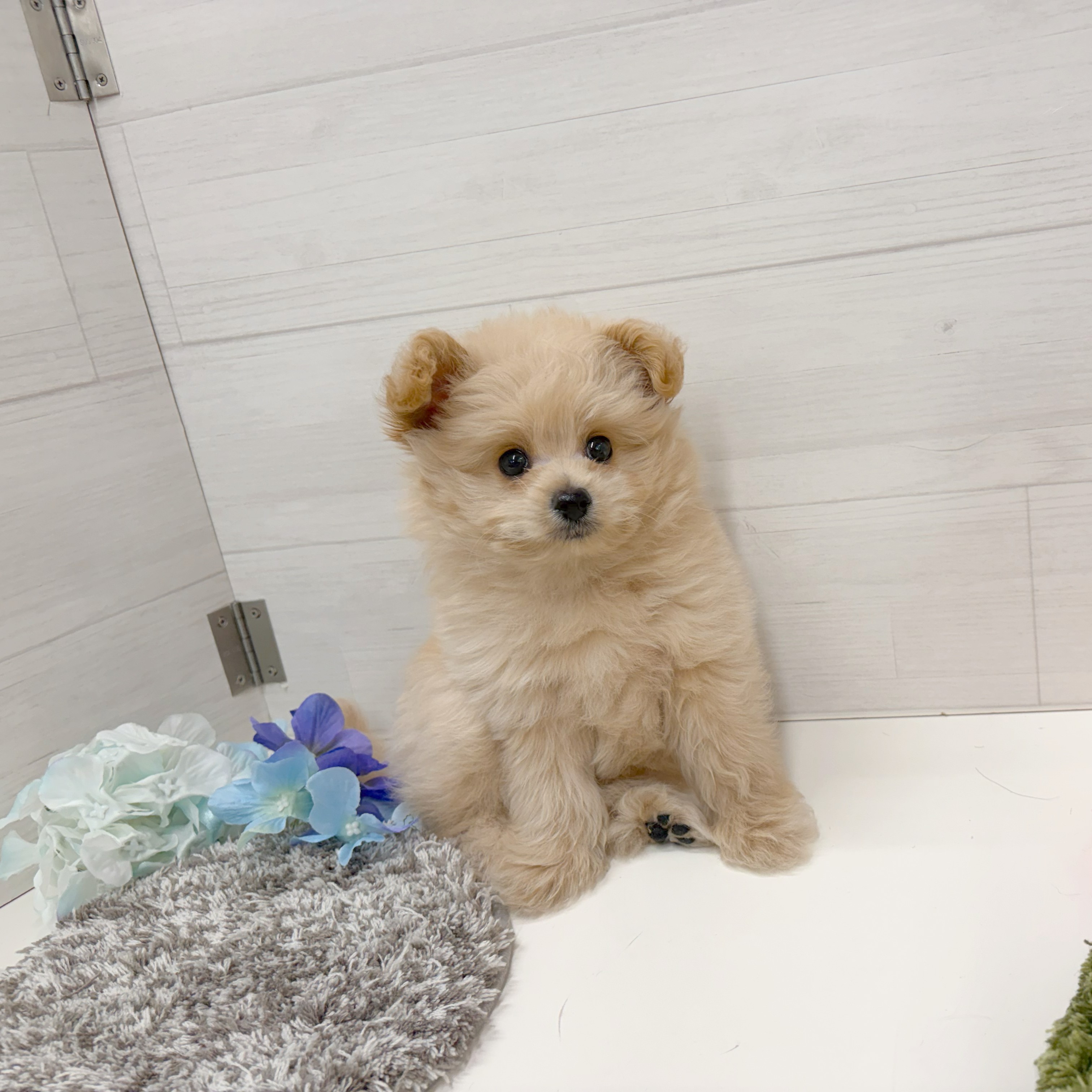 石川県のポメプー(ポメラニアン×プードル) (犬の家＆猫の里アミーゴ金沢おこばた店/2026年6月7日生まれ/男の子/クリーム)の子犬の3枚目の画像