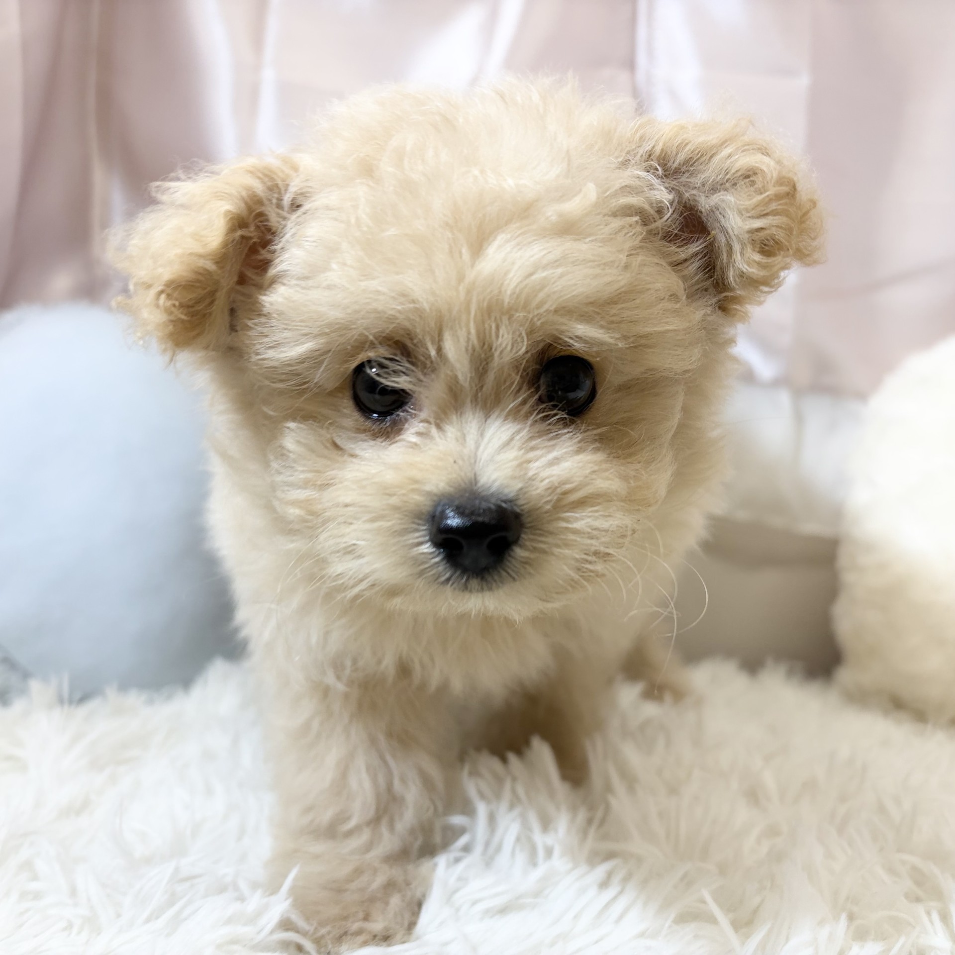 兵庫県のポメプー(ポメラニアン×プードル) (犬の家＆猫の里カナート西神戸店/2026年6月7日生まれ/女の子/クリーム)の子犬の3枚目の画像
