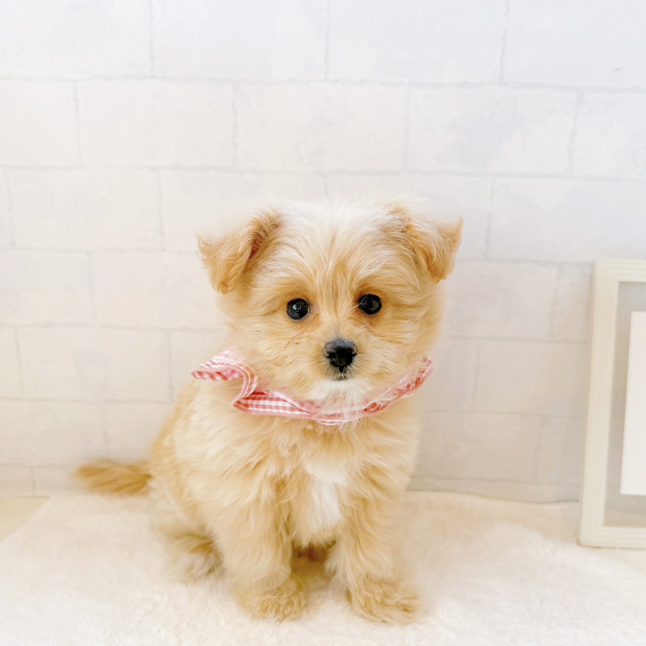 石川県のポメプー(ポメラニアン×プードル) (犬の家＆猫の里金沢店/2026年6月7日生まれ/女の子/クリーム)の子犬の1枚目の画像