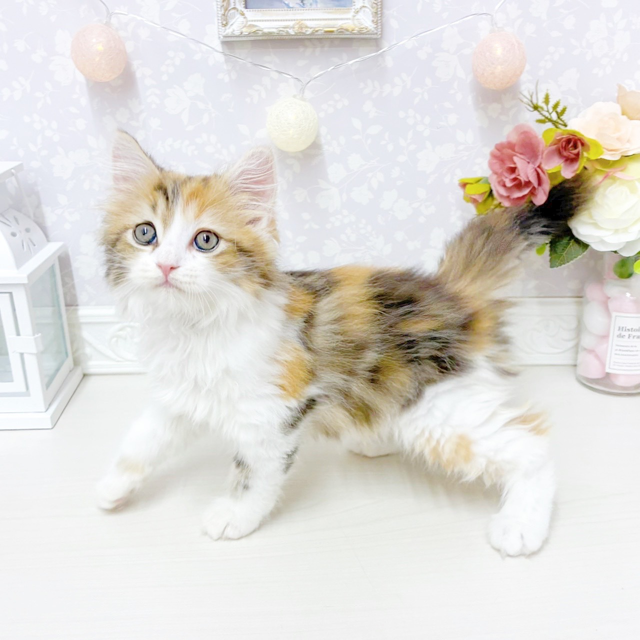 富山県のサイベリアン (犬の家＆猫の里アミーゴ山室店/2026年5月31日生まれ/女の子/ブラウンパッチドタビーホワイト)の子猫の3枚目の画像