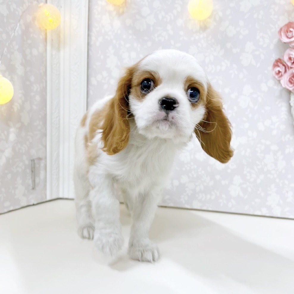 富山県のキャバリアキングチャールズスパニエル (犬の家＆猫の里アミーゴ高岡蓮花寺店/2026年6月3日生まれ/女の子/ブレンハイム)の子犬の3枚目の画像