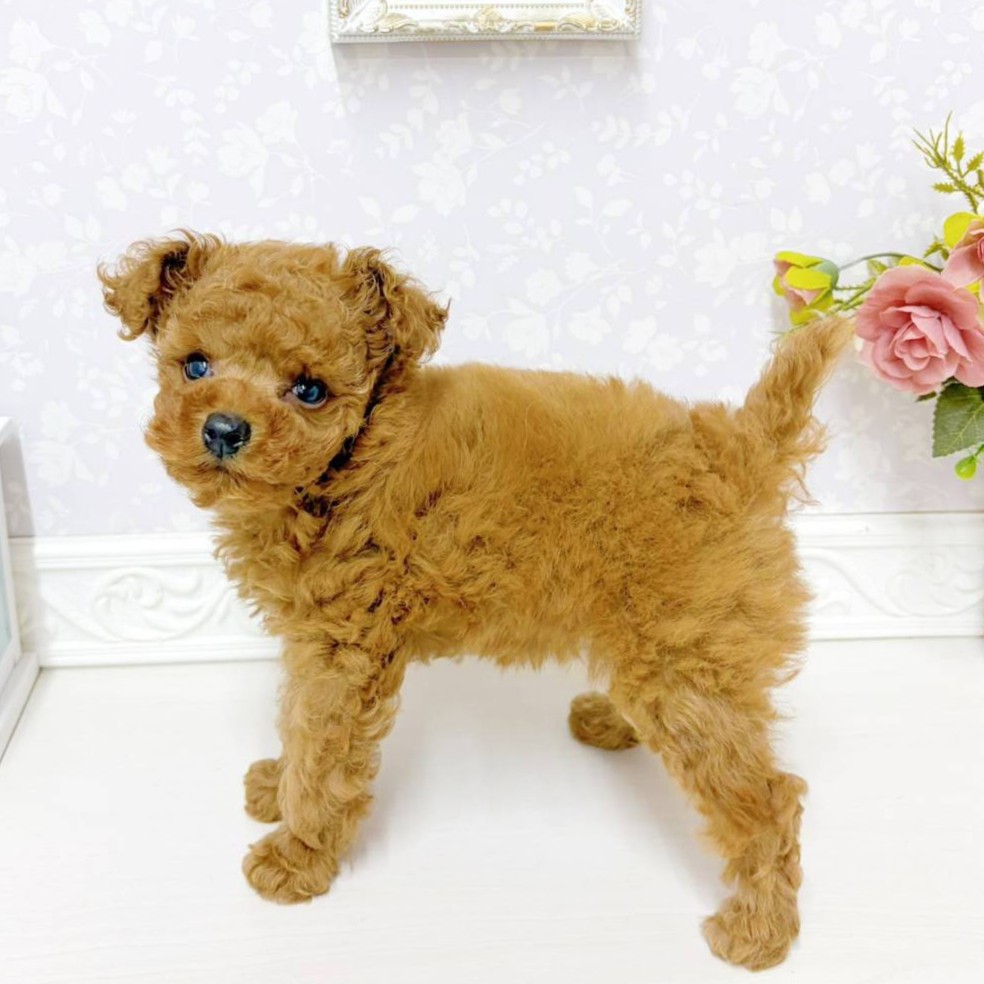 富山県のトイプードル(トイ) (犬の家＆猫の里アミーゴ山室店/2026年6月6日生まれ/女の子/レッドフォーン)の子犬の3枚目の画像