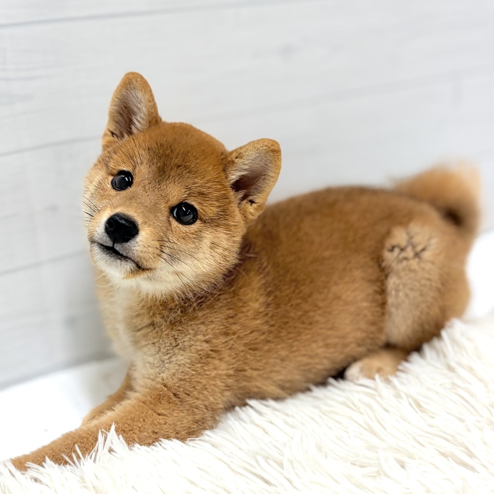 愛知県の柴犬(標準サイズ) (犬の家＆猫の里豊田店/2026年6月3日生まれ/女の子/赤)の子犬の3枚目の画像