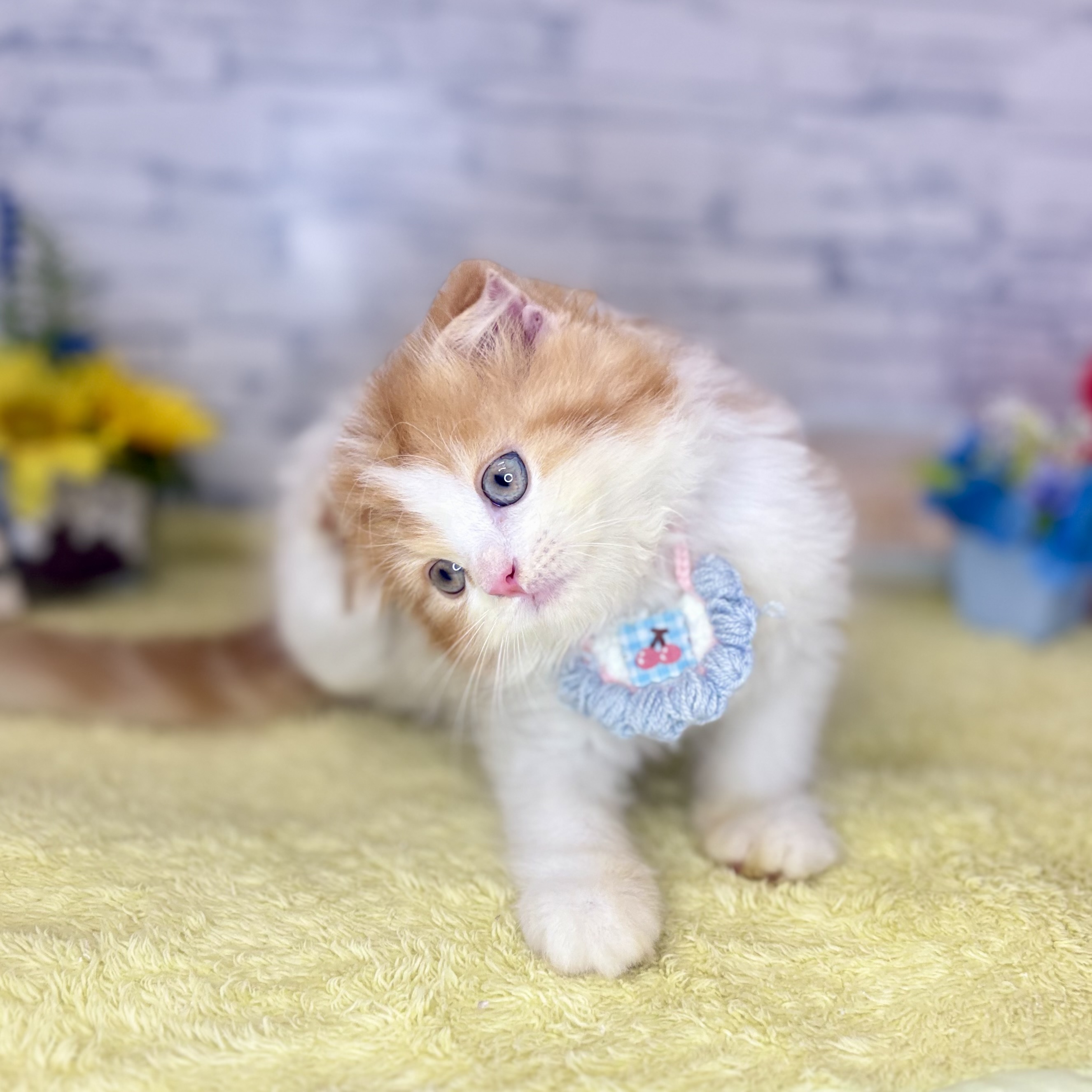長野県のスコティッシュフォールド (犬の家＆猫の里長野店/2026年6月6日生まれ/男の子/レッドタビーホワイト)の子猫の3枚目の画像