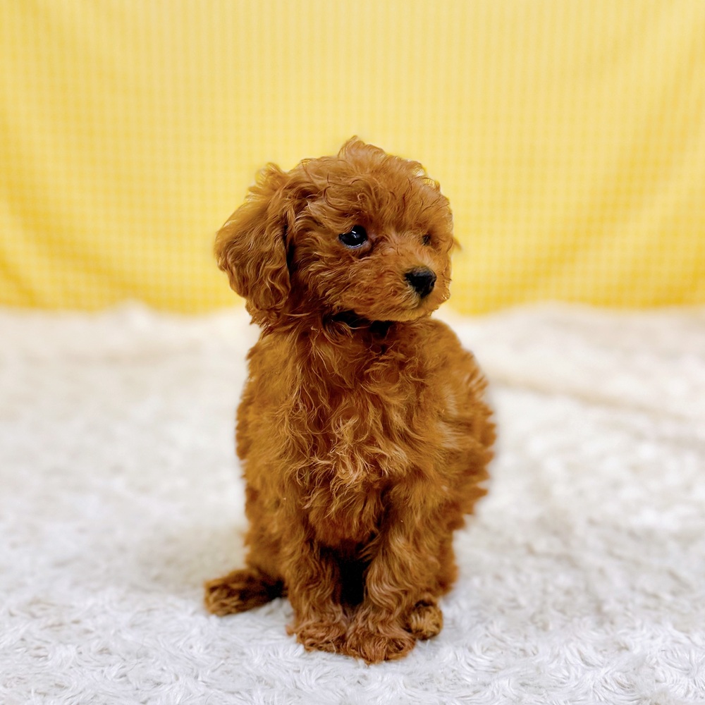 愛知県のトイプードル(トイ) (犬の家＆猫の里一宮店/2026年6月2日生まれ/女の子/レッド)の子犬の3枚目の画像